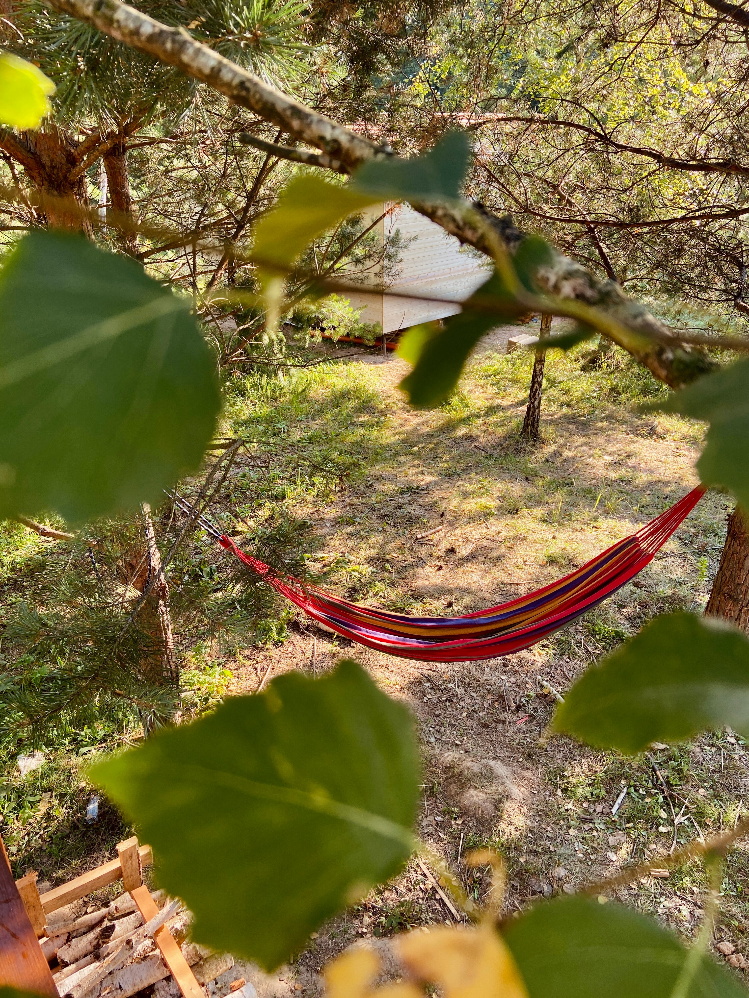 Фото Хвойный парк