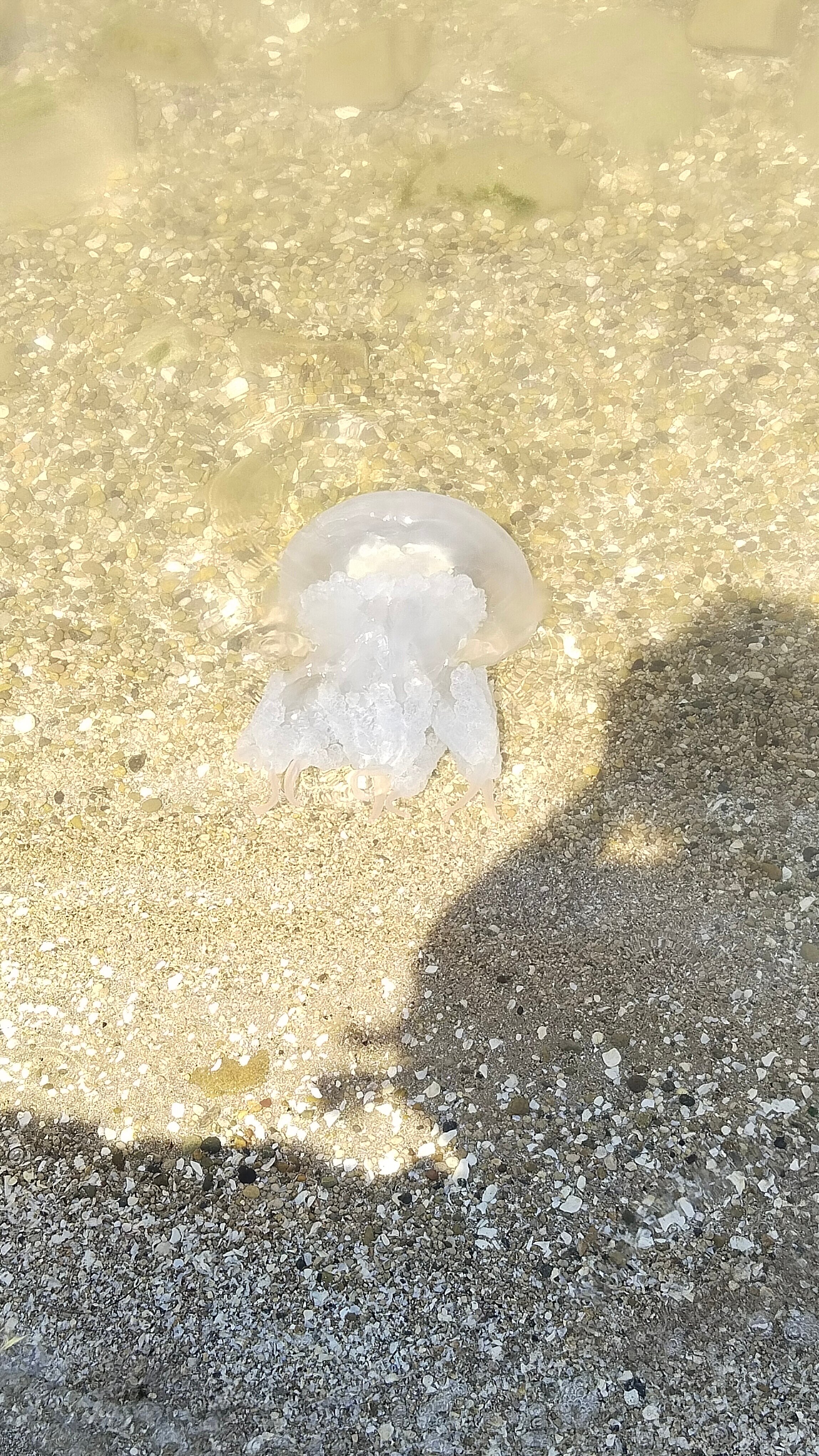 Фото 38 Попугаев