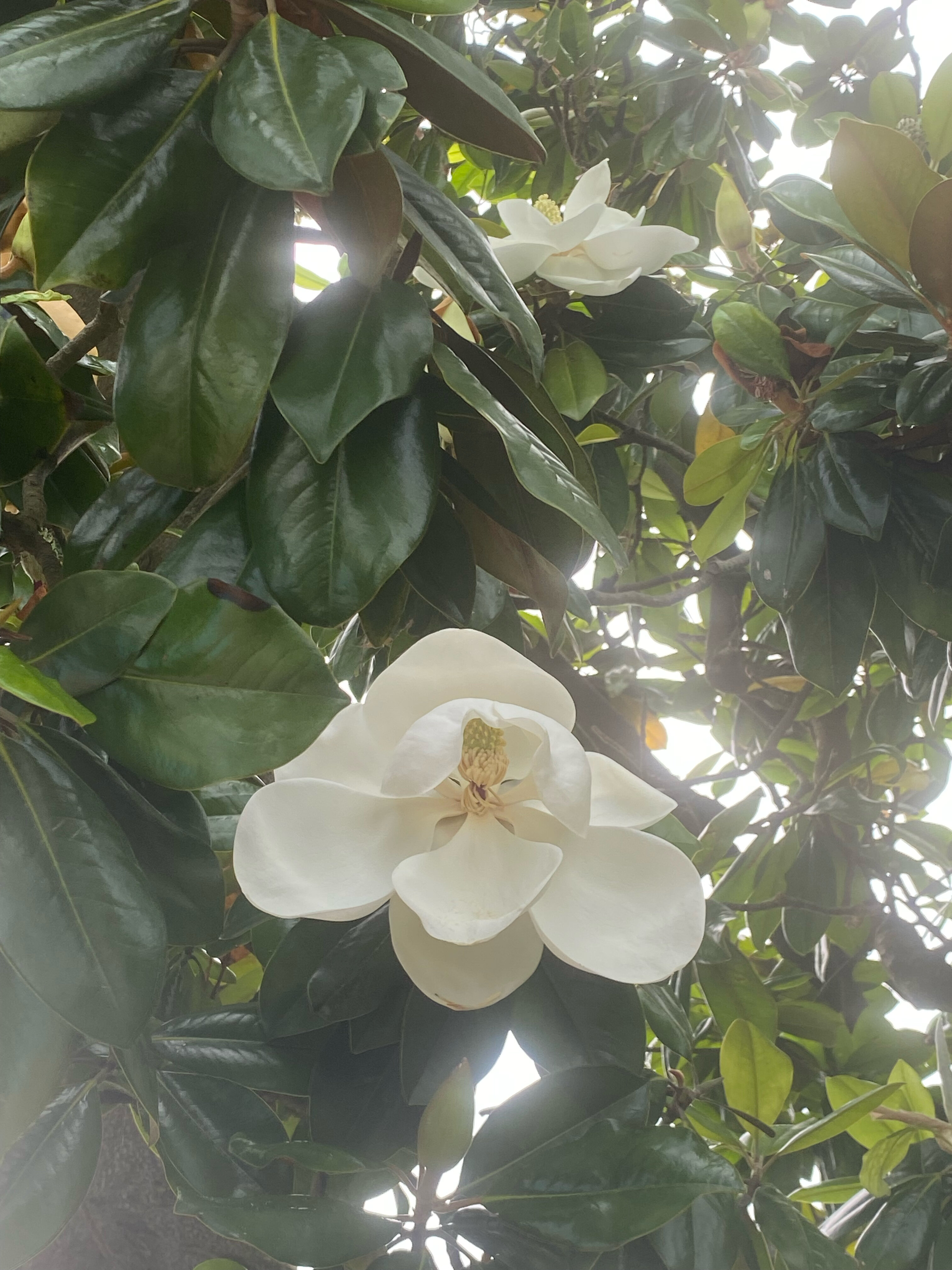 Фото Georgia Palace Hotel & SPA