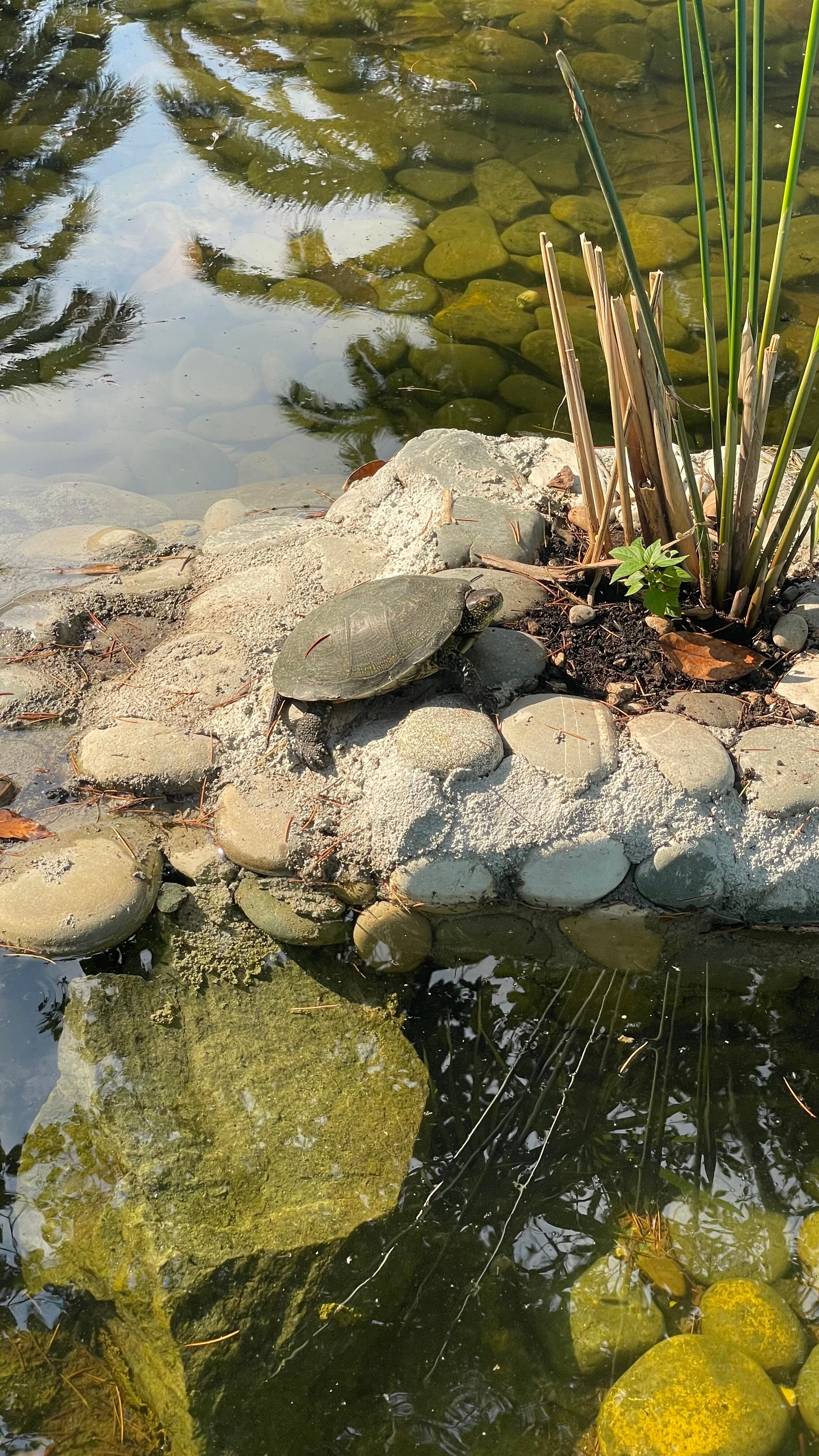 Фото Жоэквара