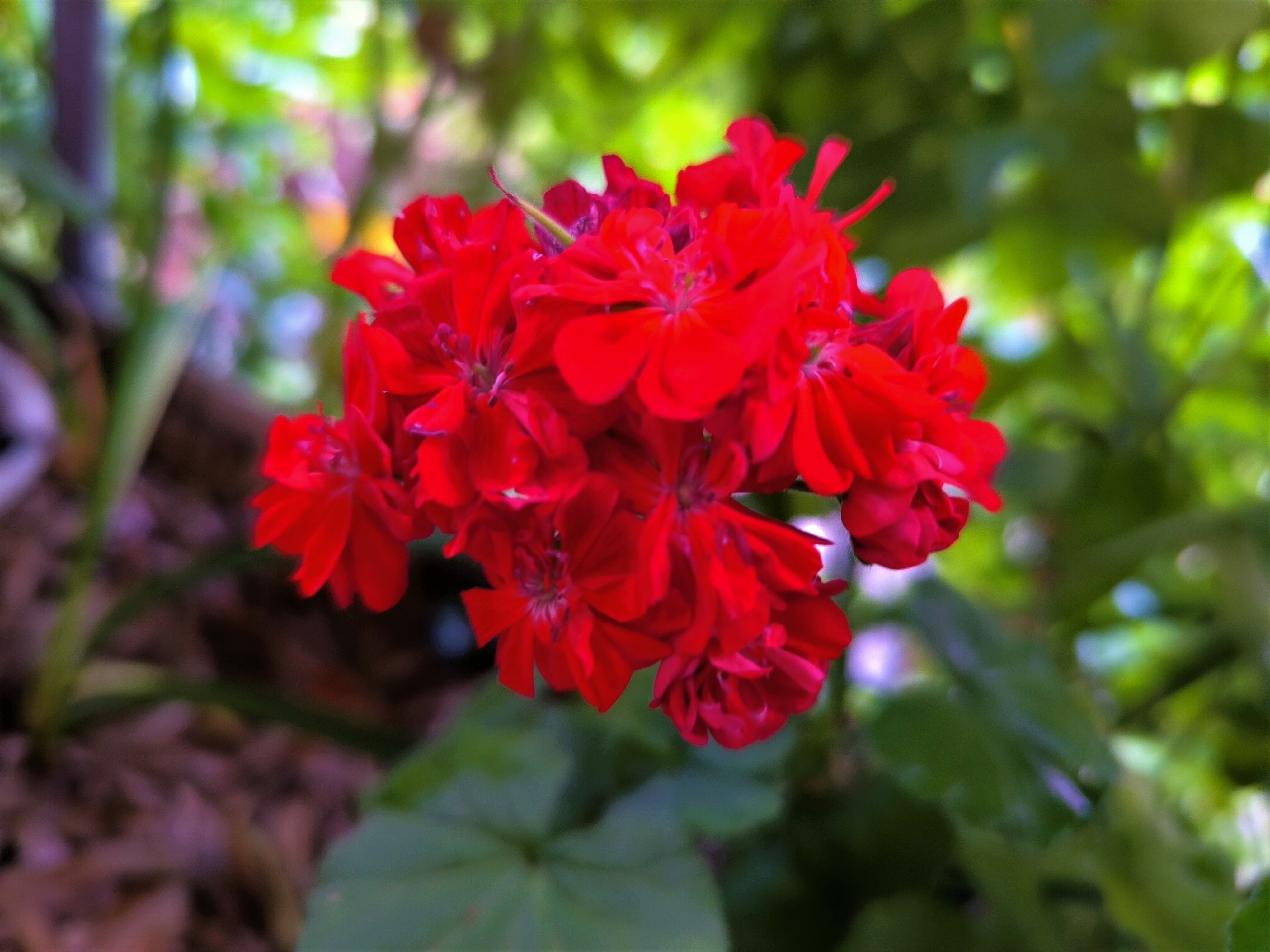 Фото У Кедра