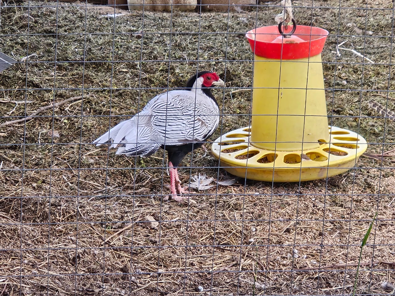 Фото Михайловское угодье