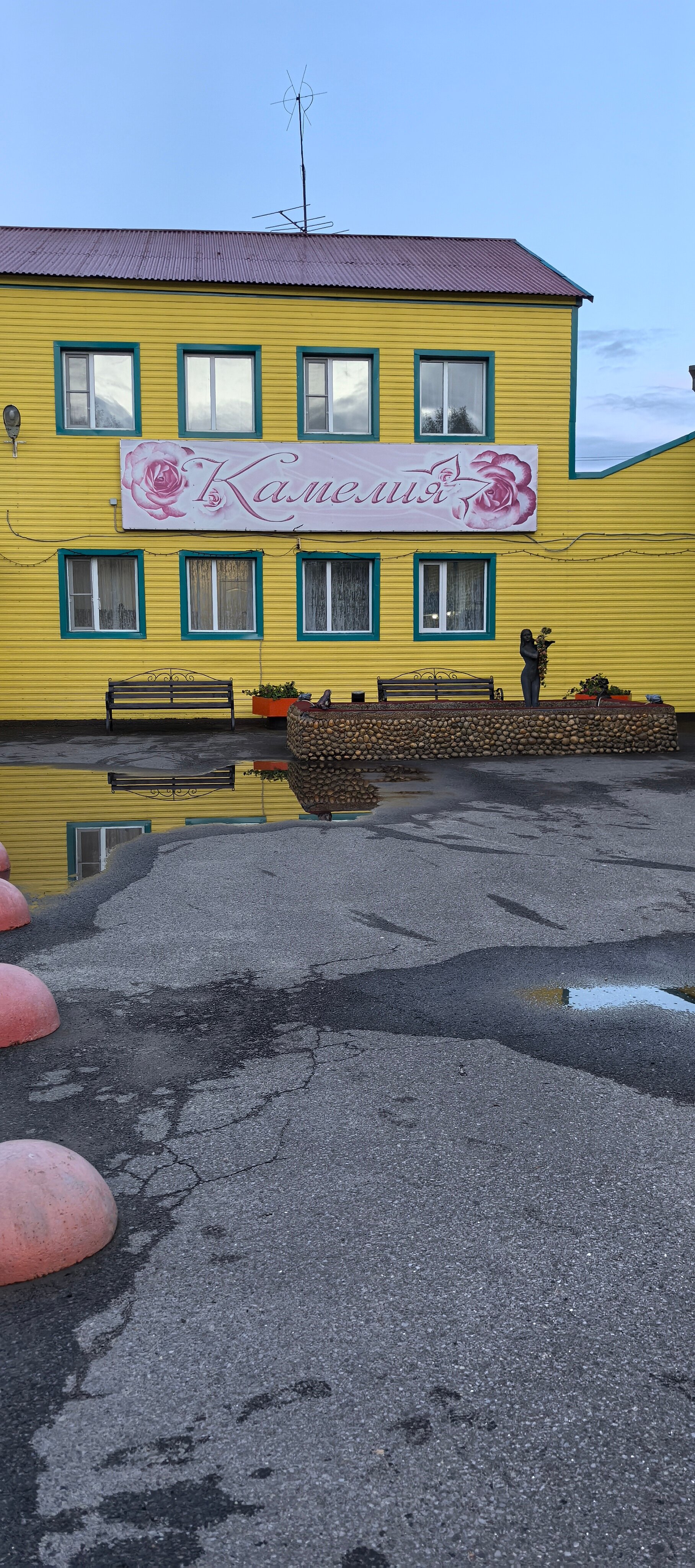 Фото Камелия