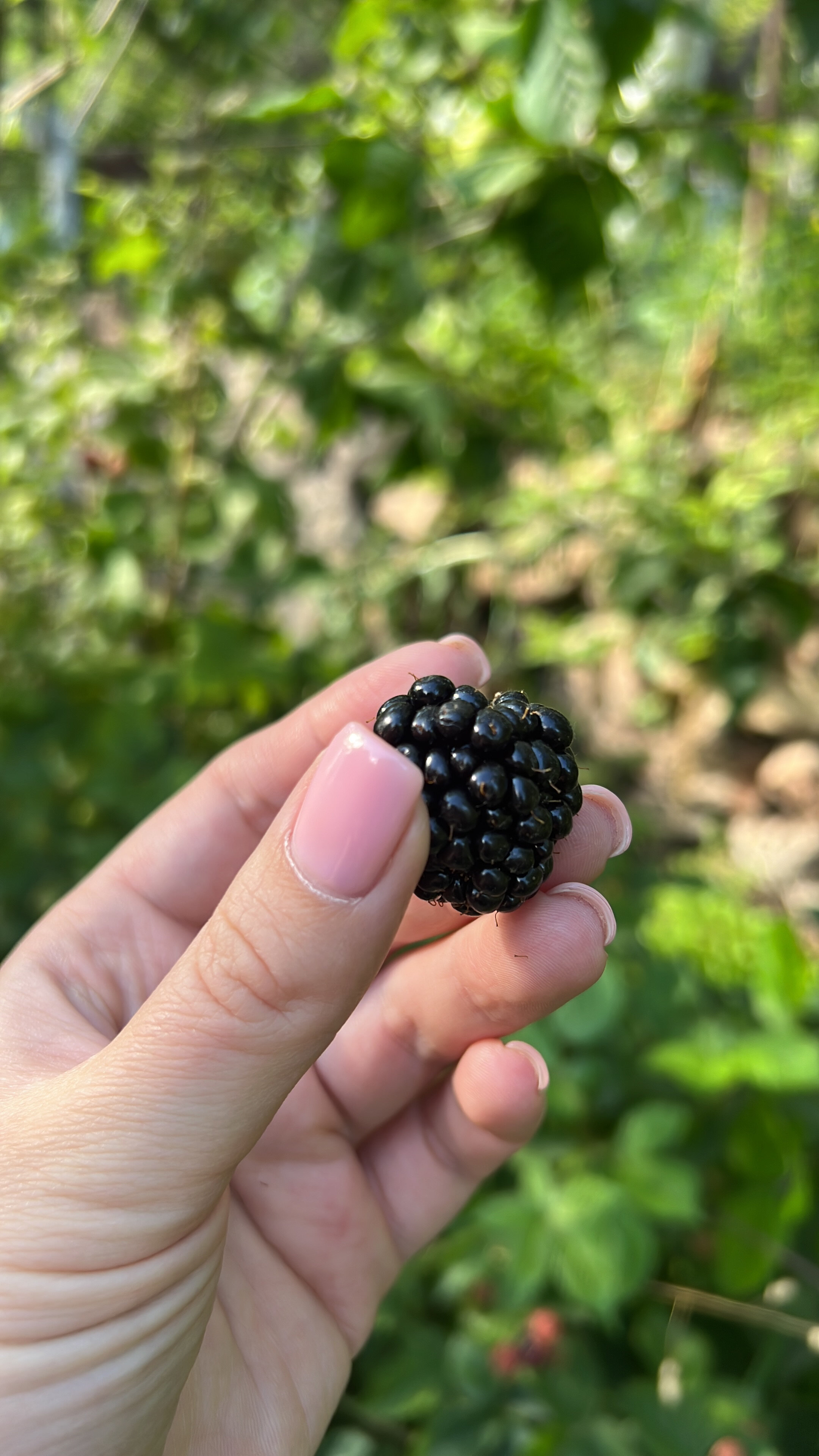 Фото Seva Vegetarian Guesthouse in Byurakan