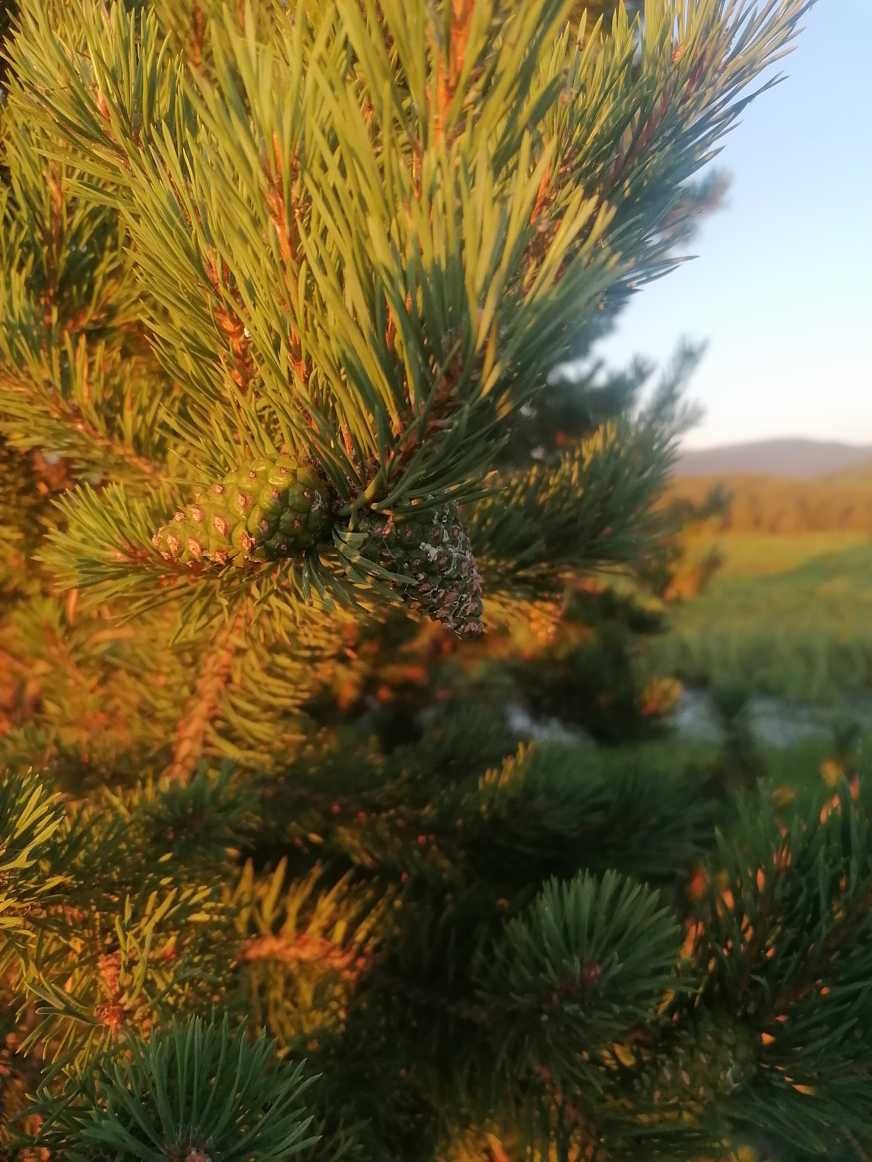 Фото Звездный