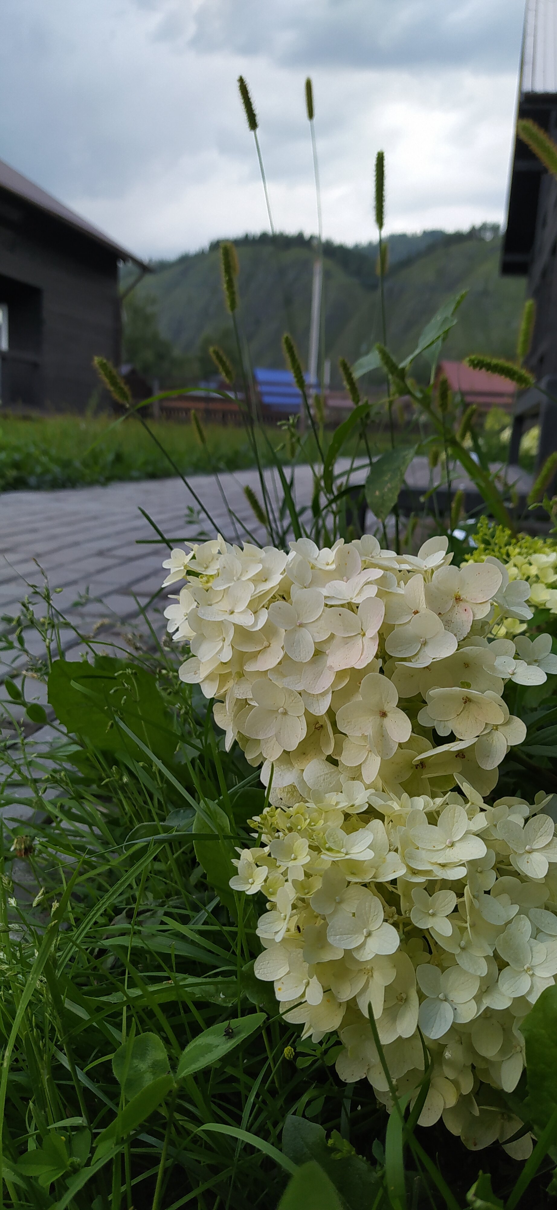 Фото Мамонт