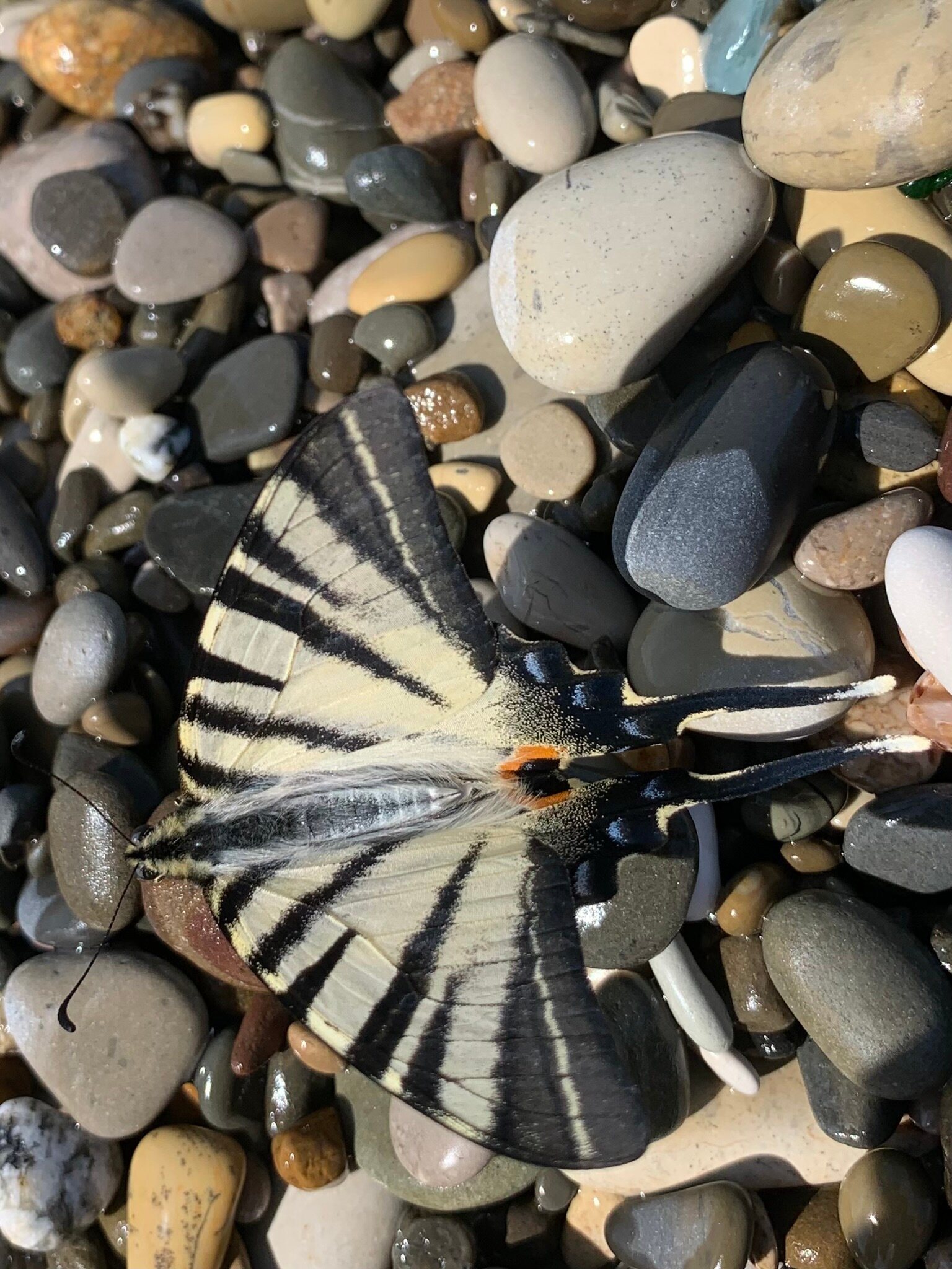 Фото Апартаменты Кипарисовая аллея