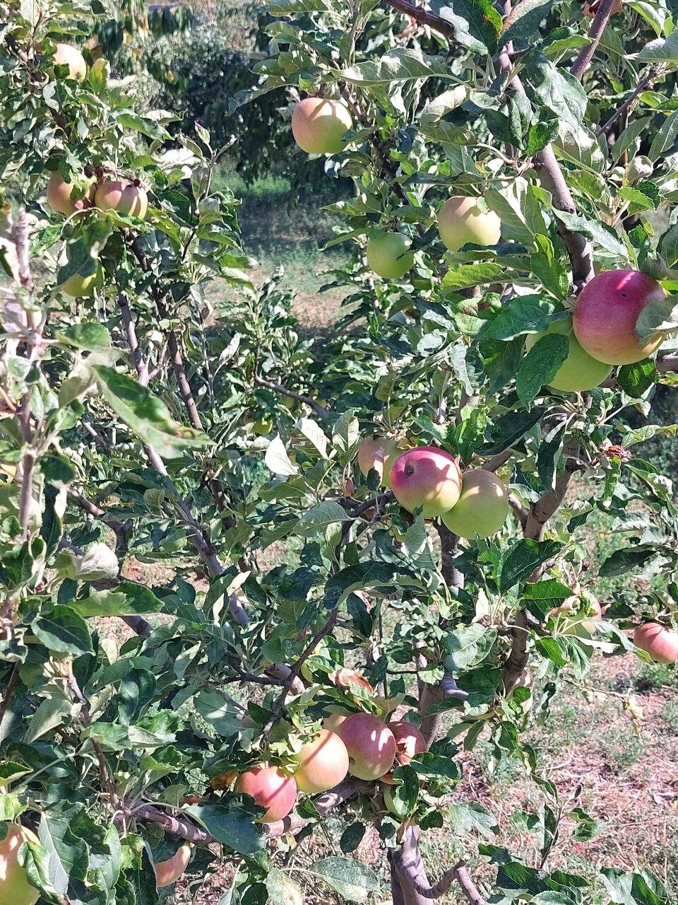 Фото В Тарках