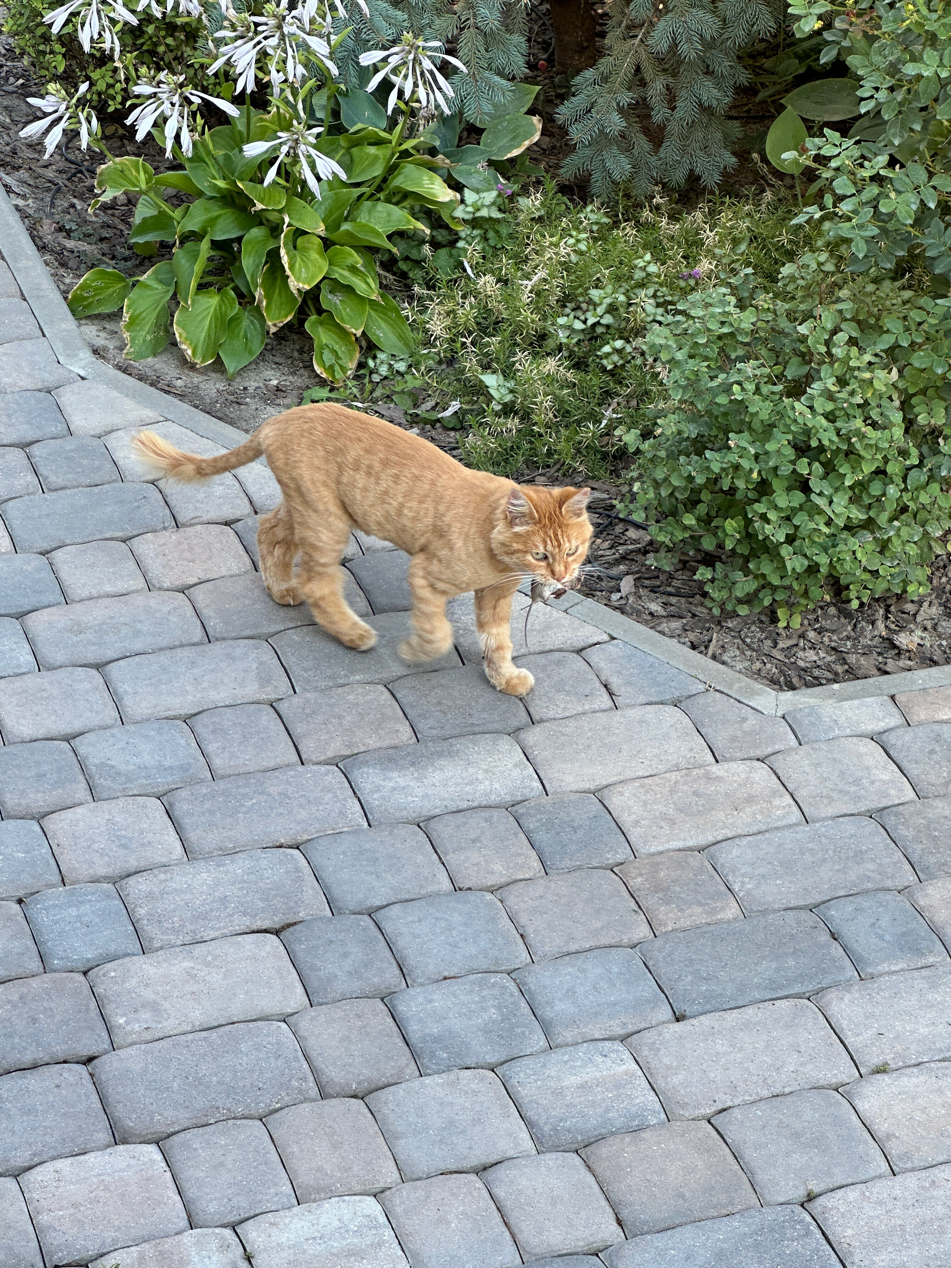 Фото Прованс