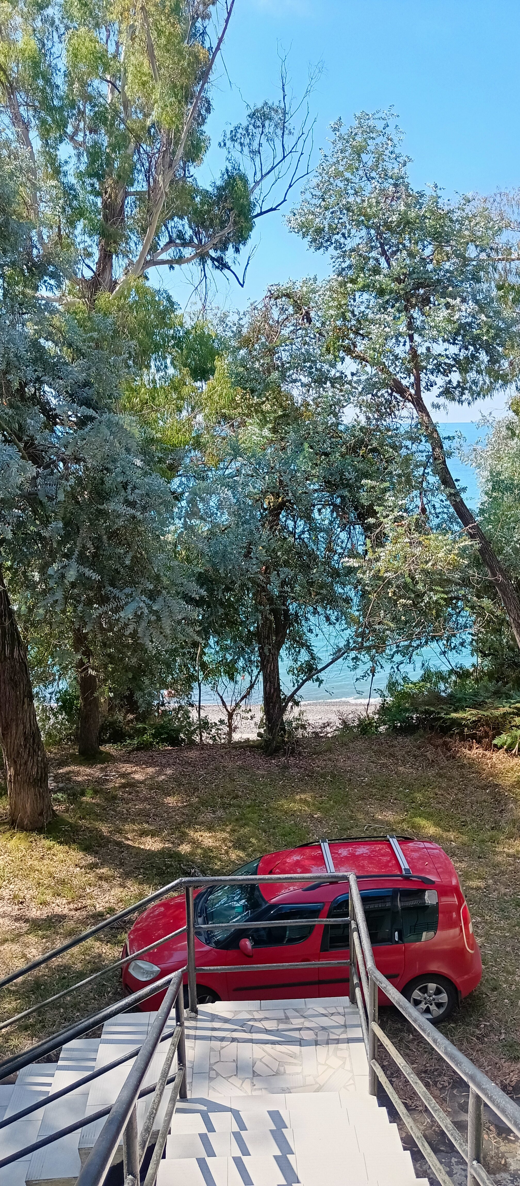 Фото Эвкалиптовая роща