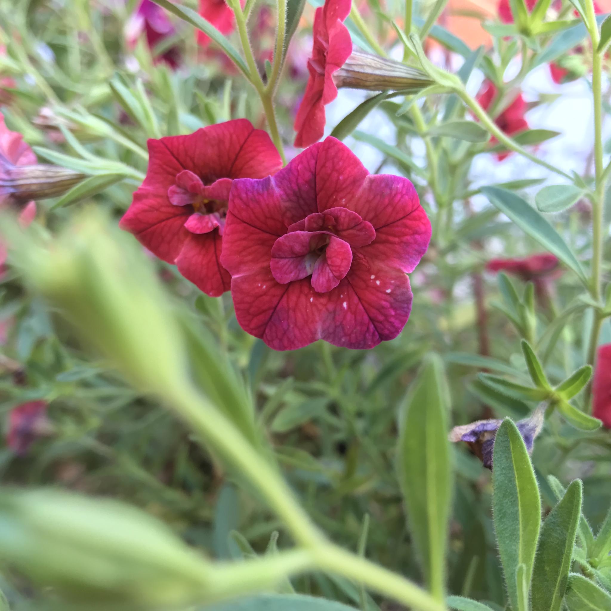 Фото Два крыла