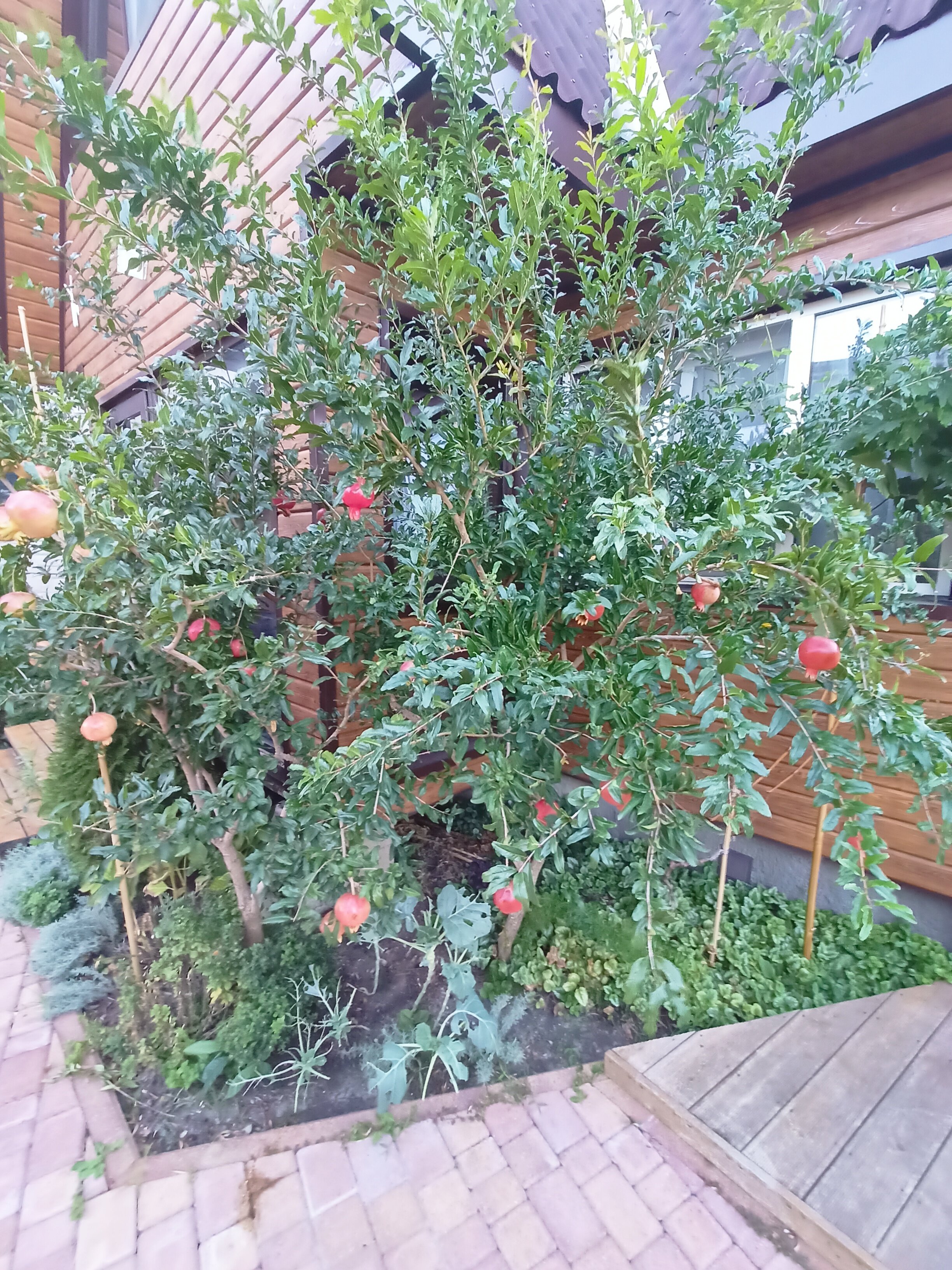 Фото Аметист