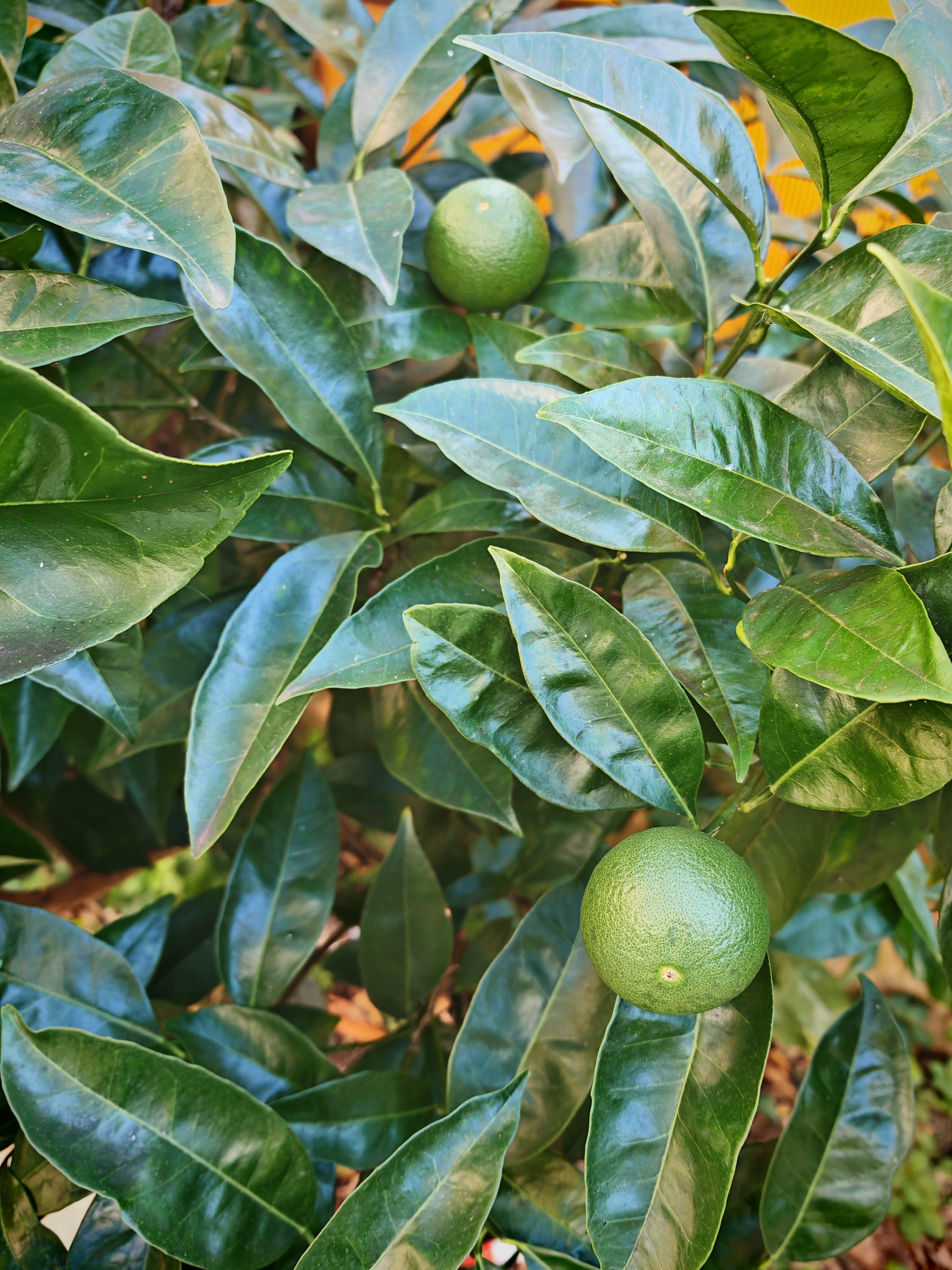 Фото Гостевой дом на Переулке Фермерском 32/1