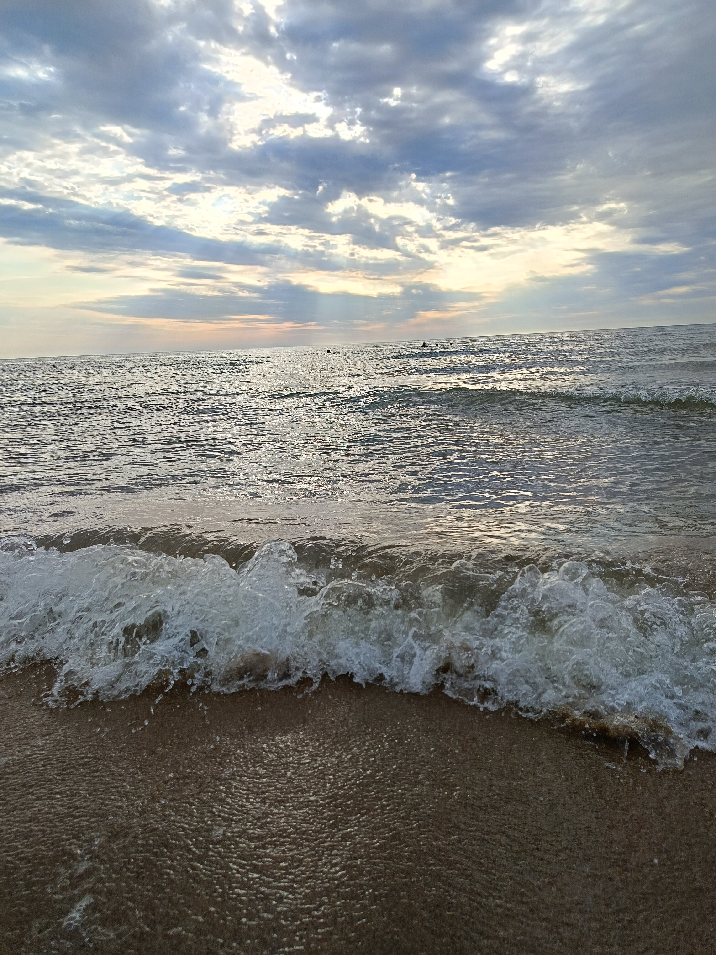 Фото Фламинго