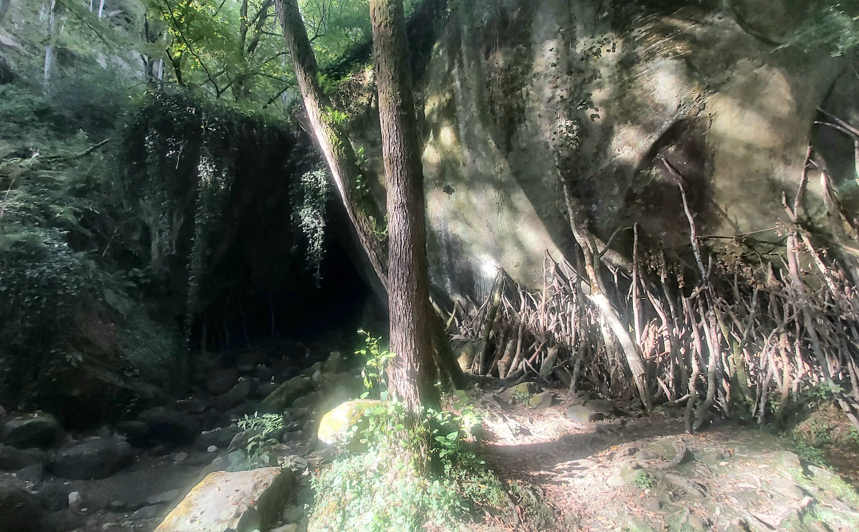 Фото Солоники