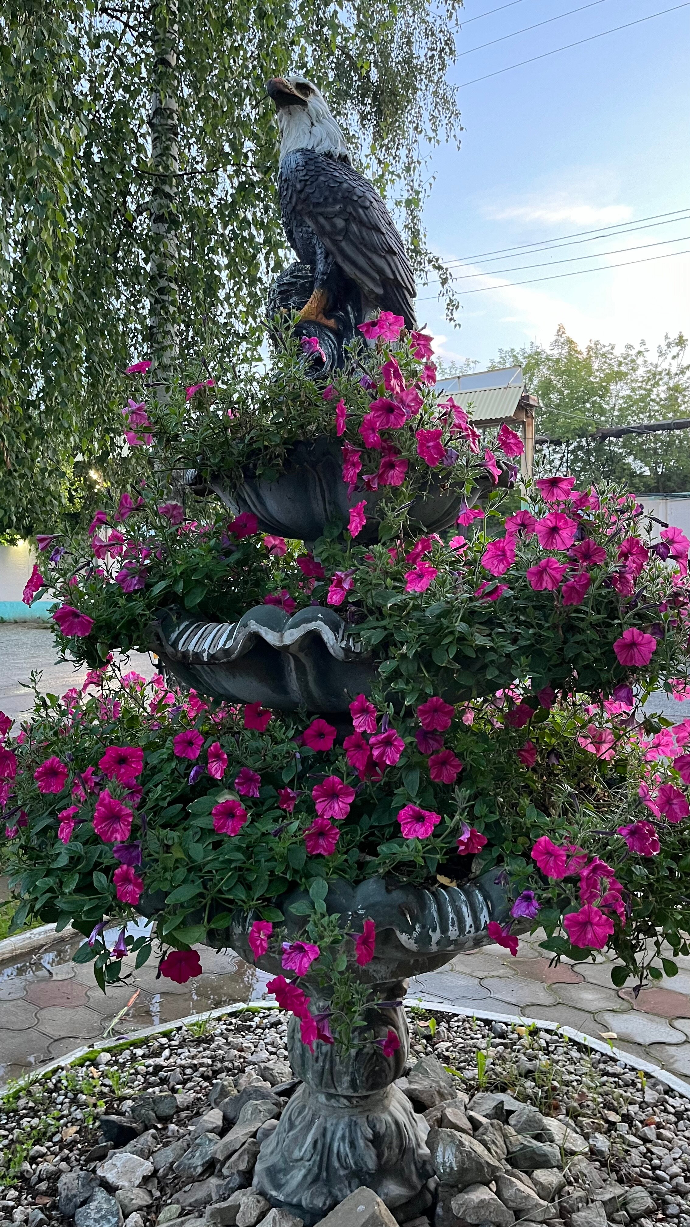 Фото Тополя