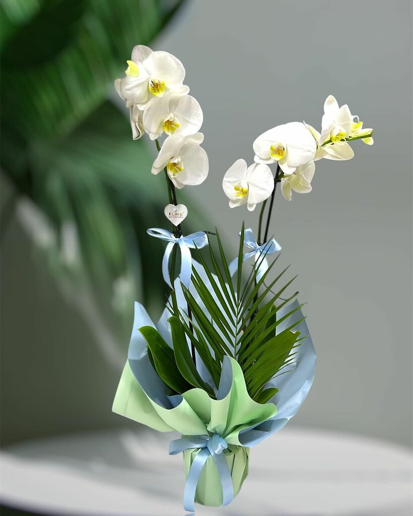 Flower shop Eva Çiçek Evi, Nevsehir, photo