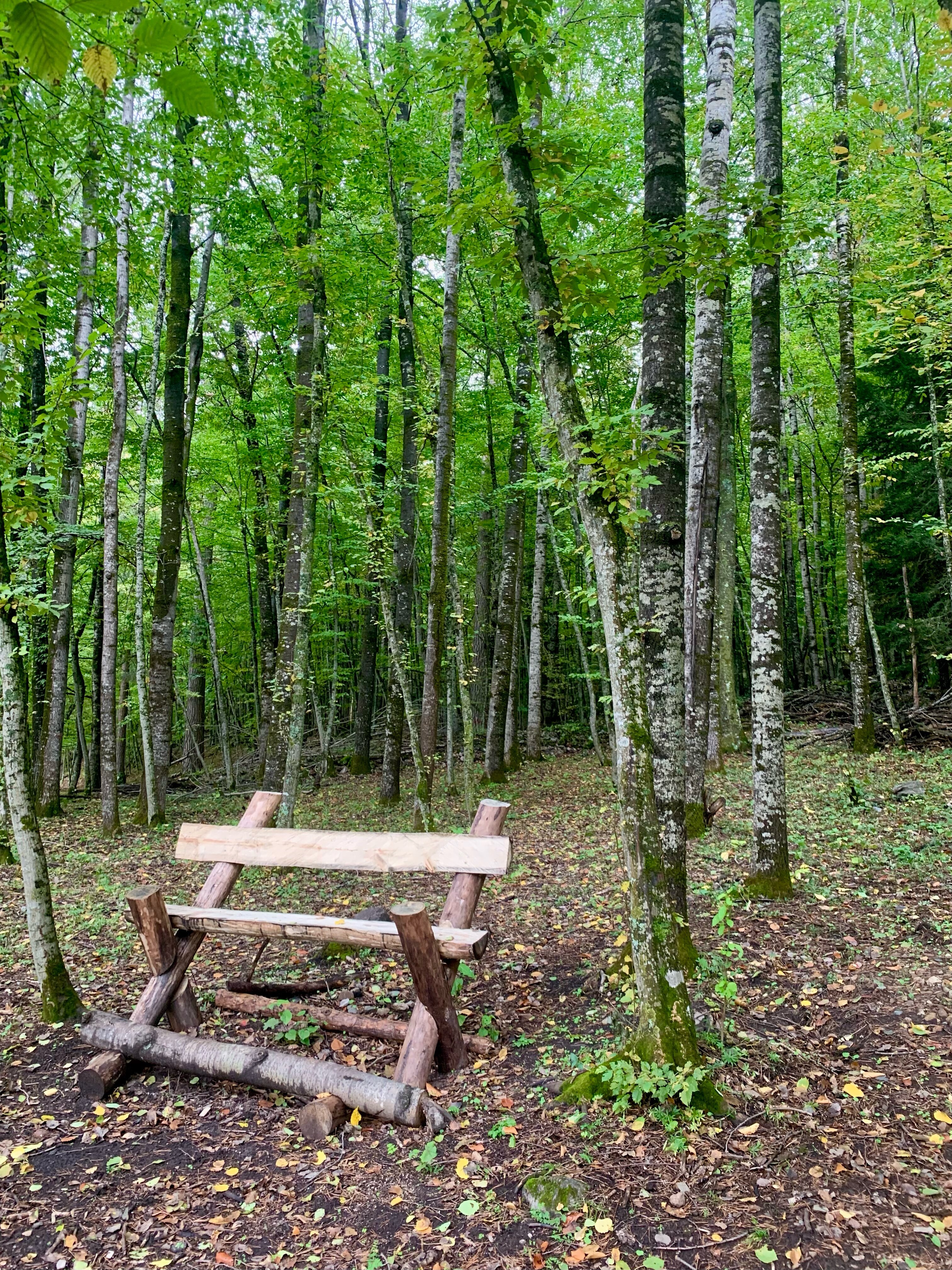 Фото Шелест