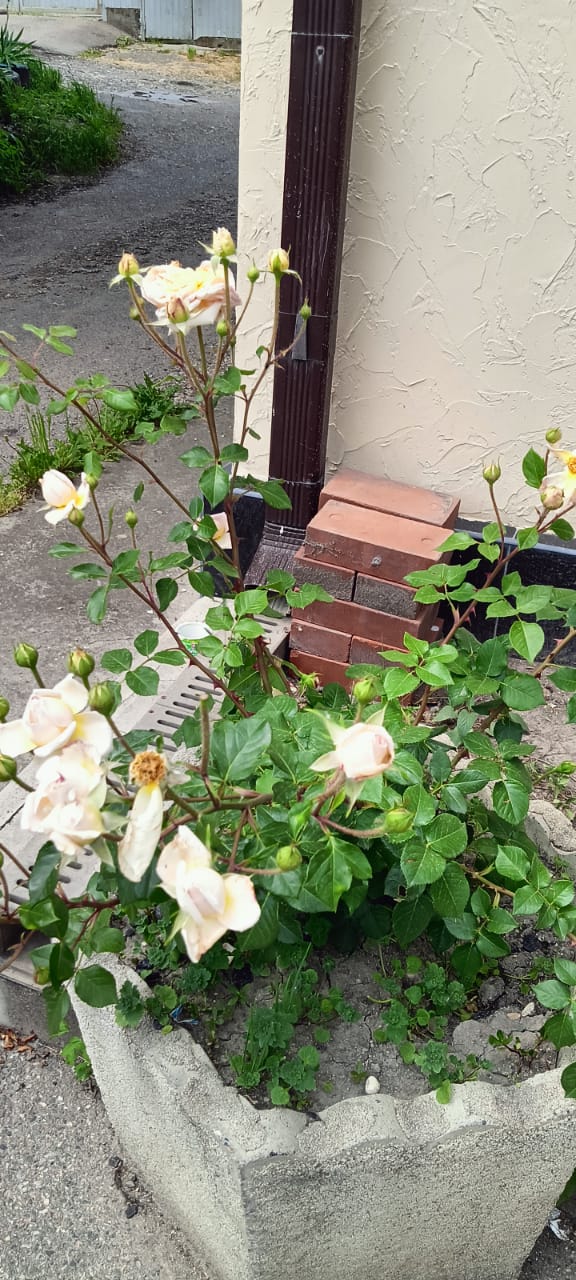 Фото Доходный дом на Яснополянской