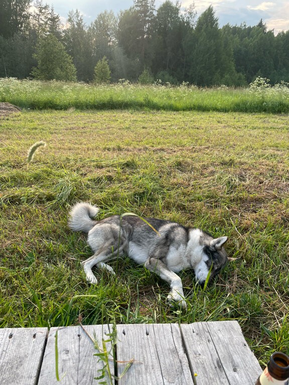 Фото Финский Хутор