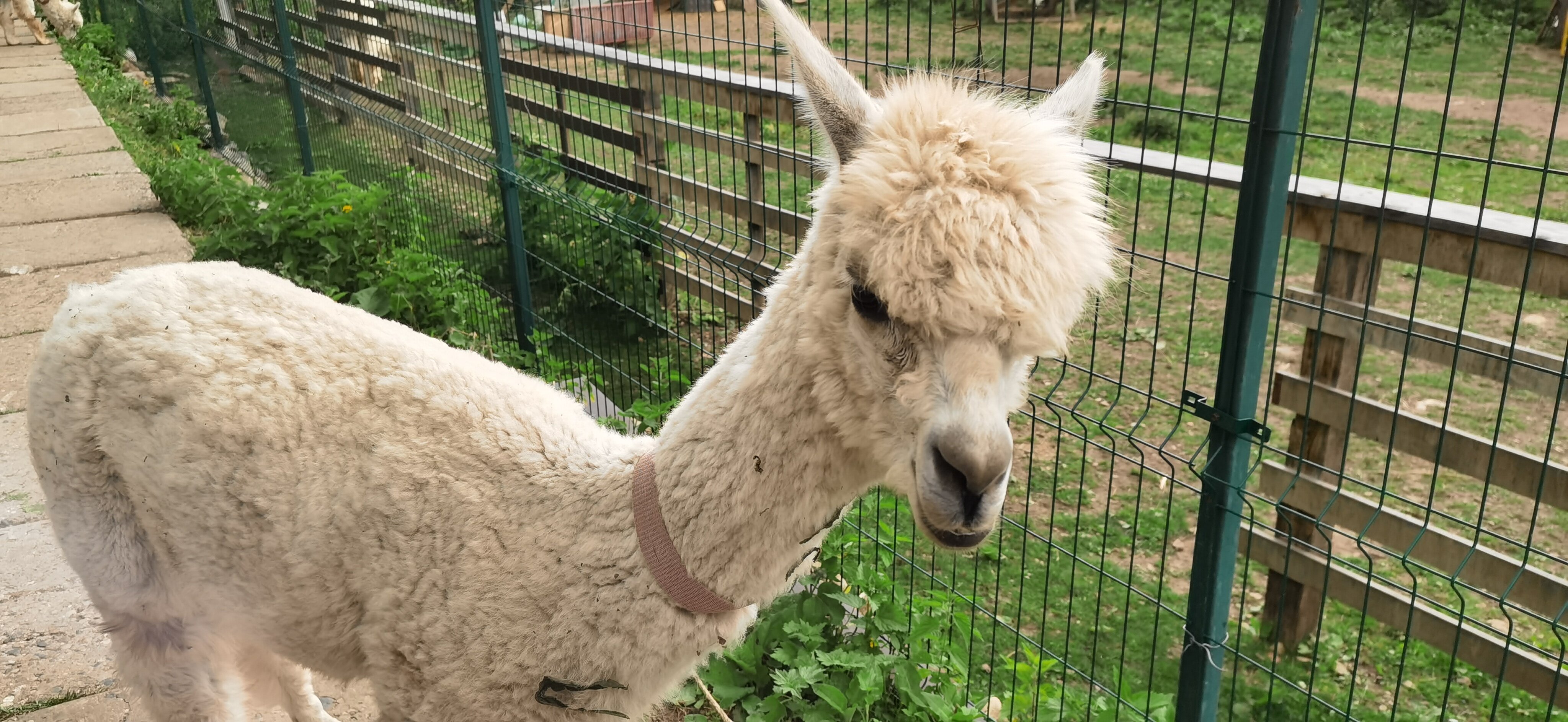 Фото Альпака