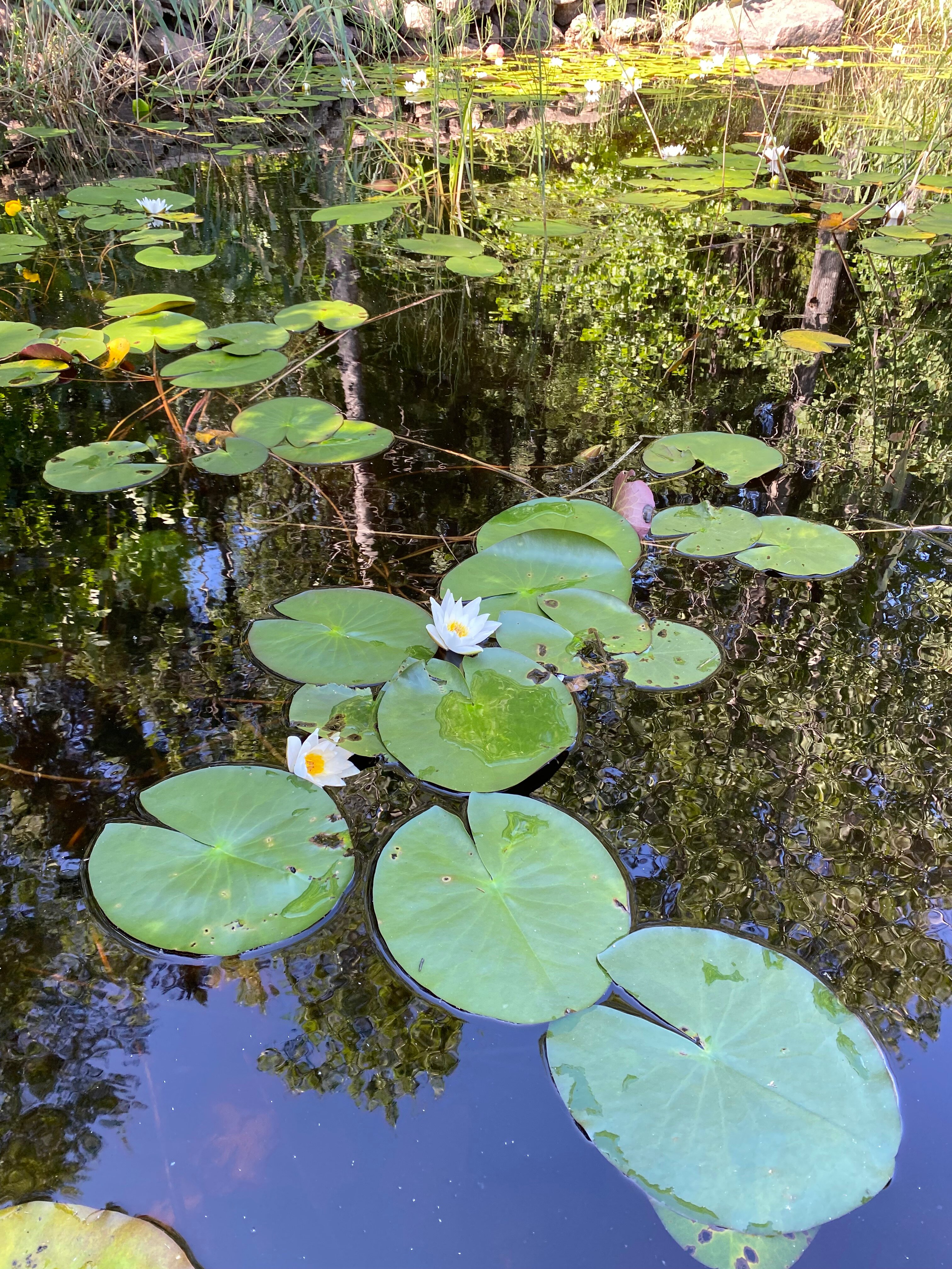 Фото Лесная сказка