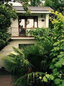 Белая магнолия