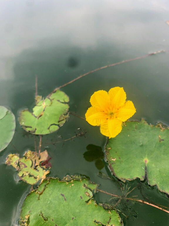 Фото Зелёная поляна