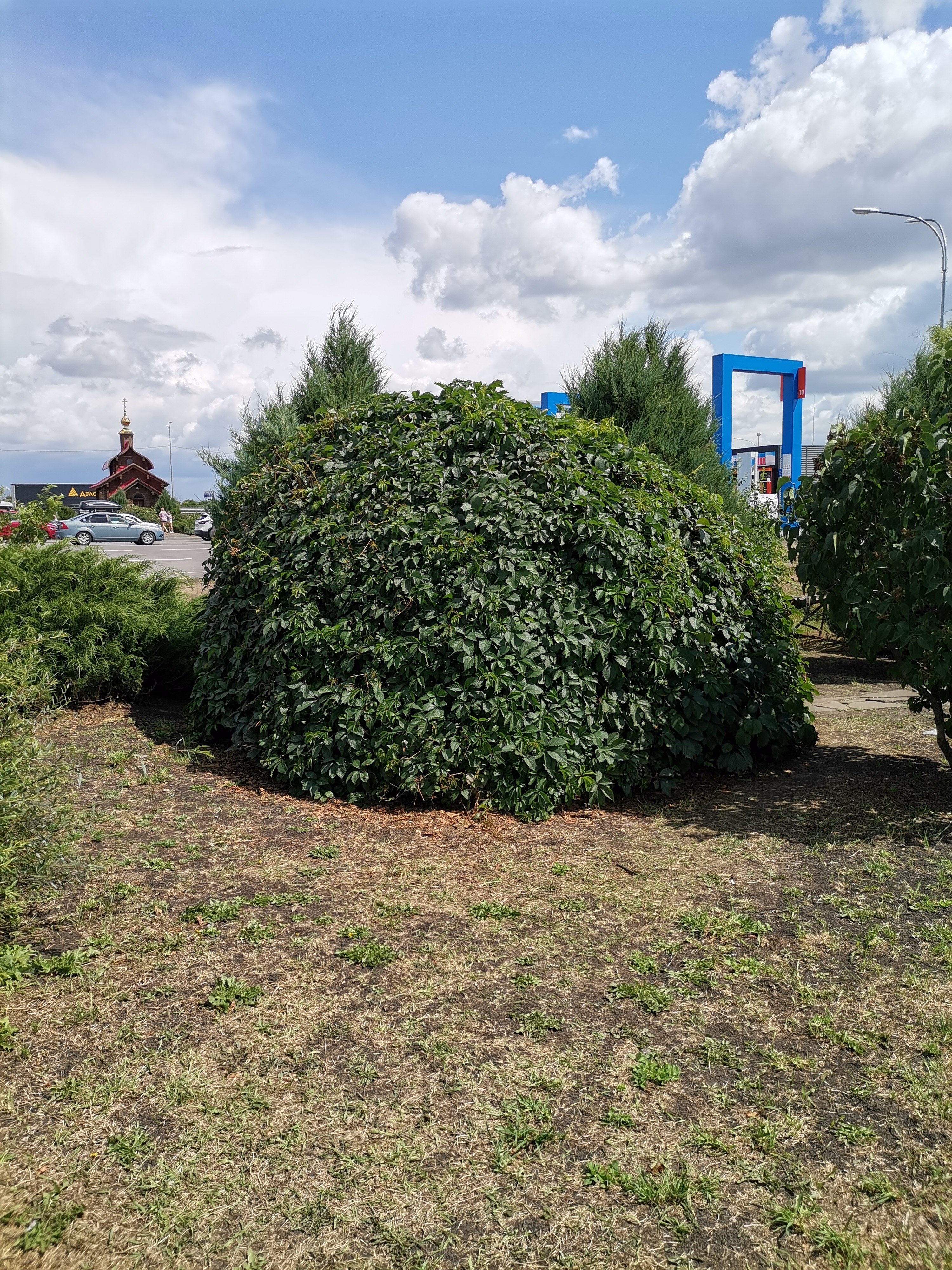 Фото Роза Ветров