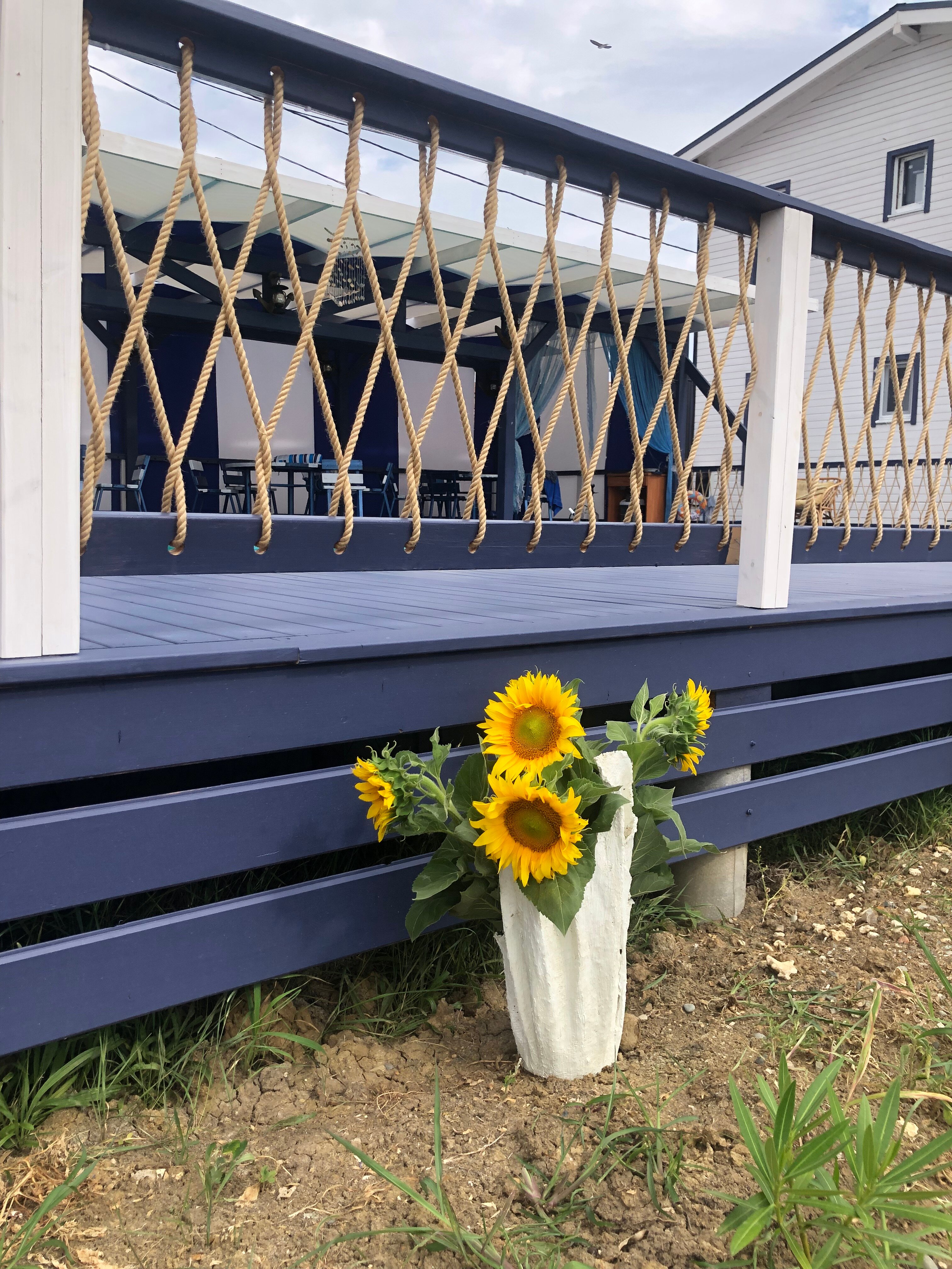 Фото Роза ветров