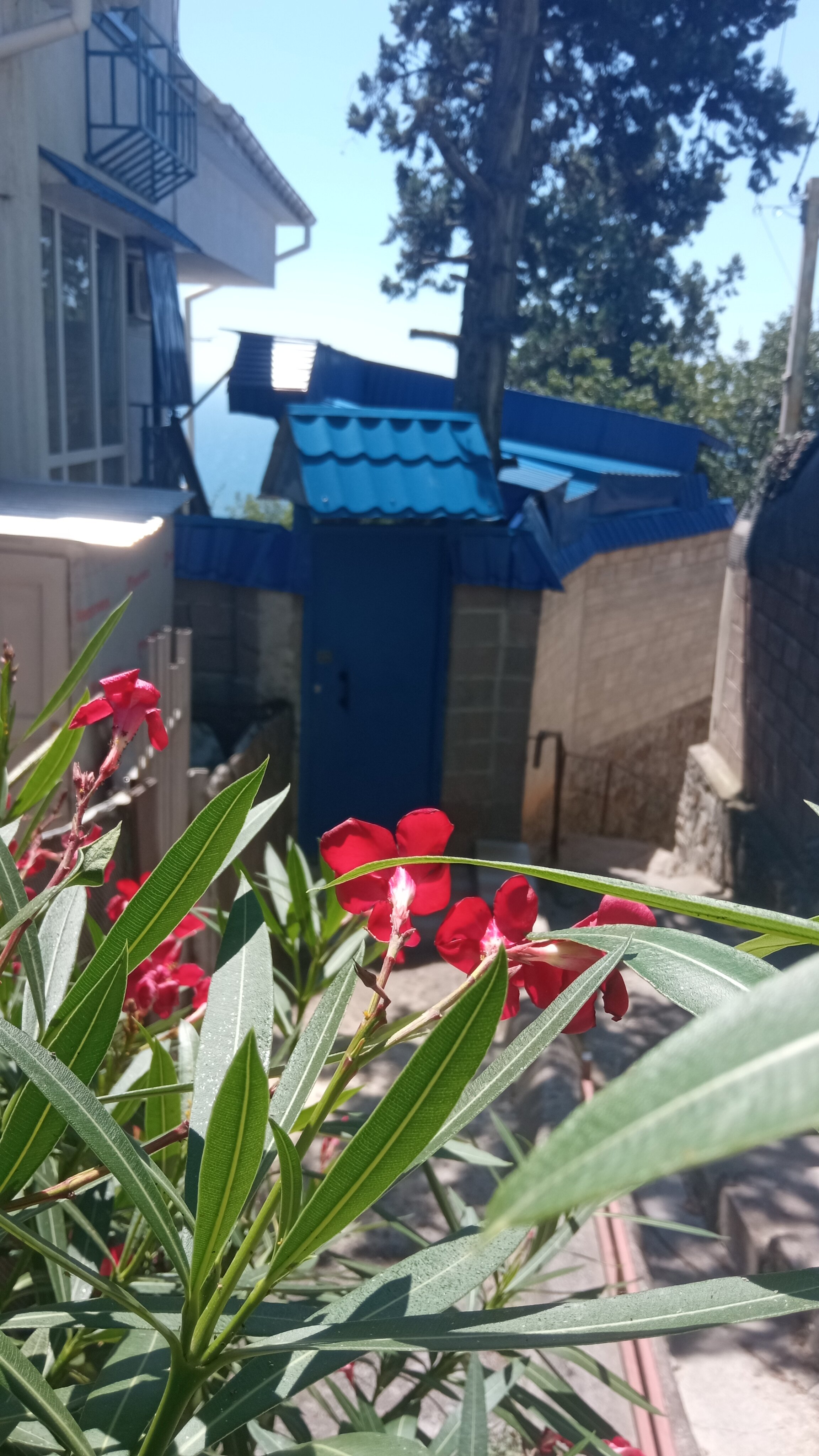 Фото Лесные дворики