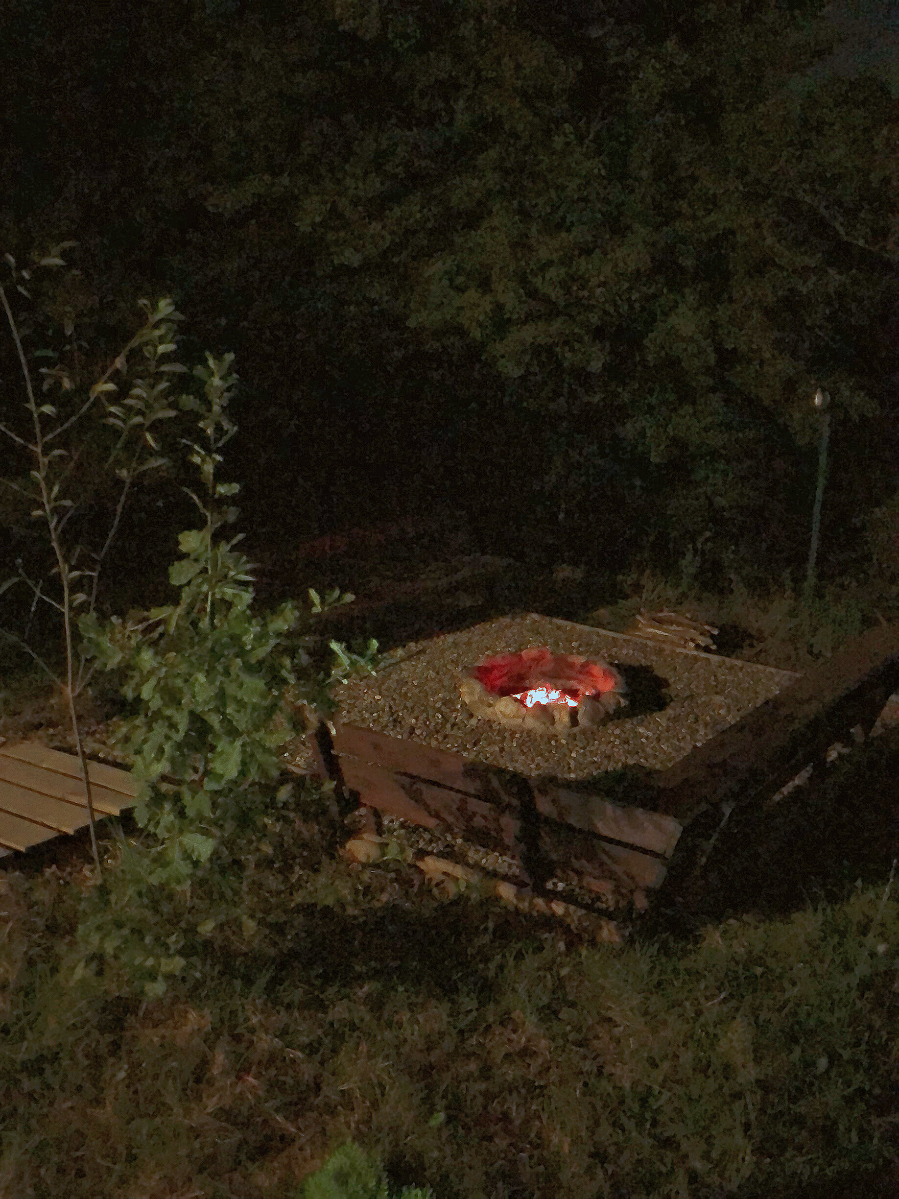 Фото Стрижи