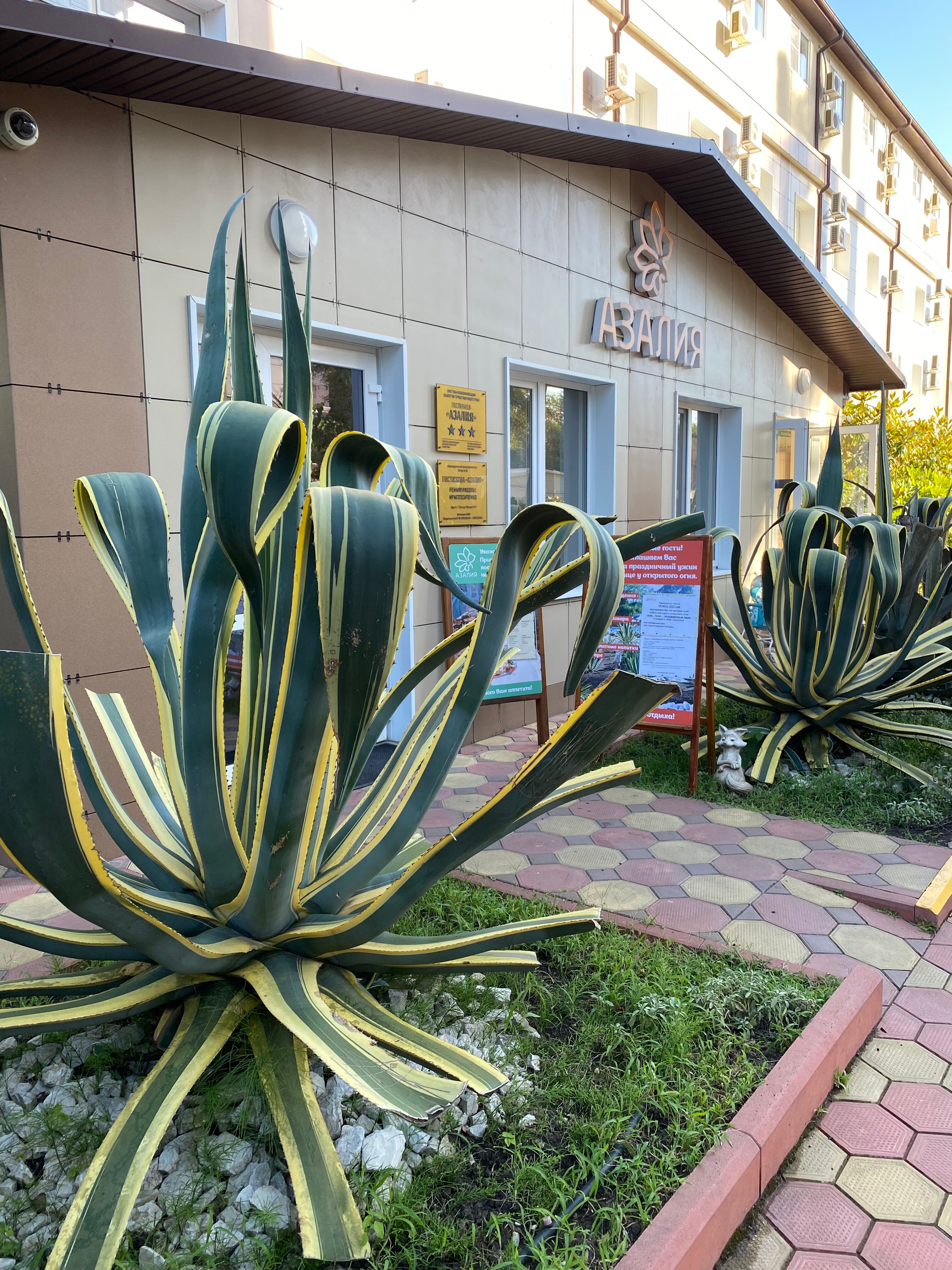 Фото Азалия