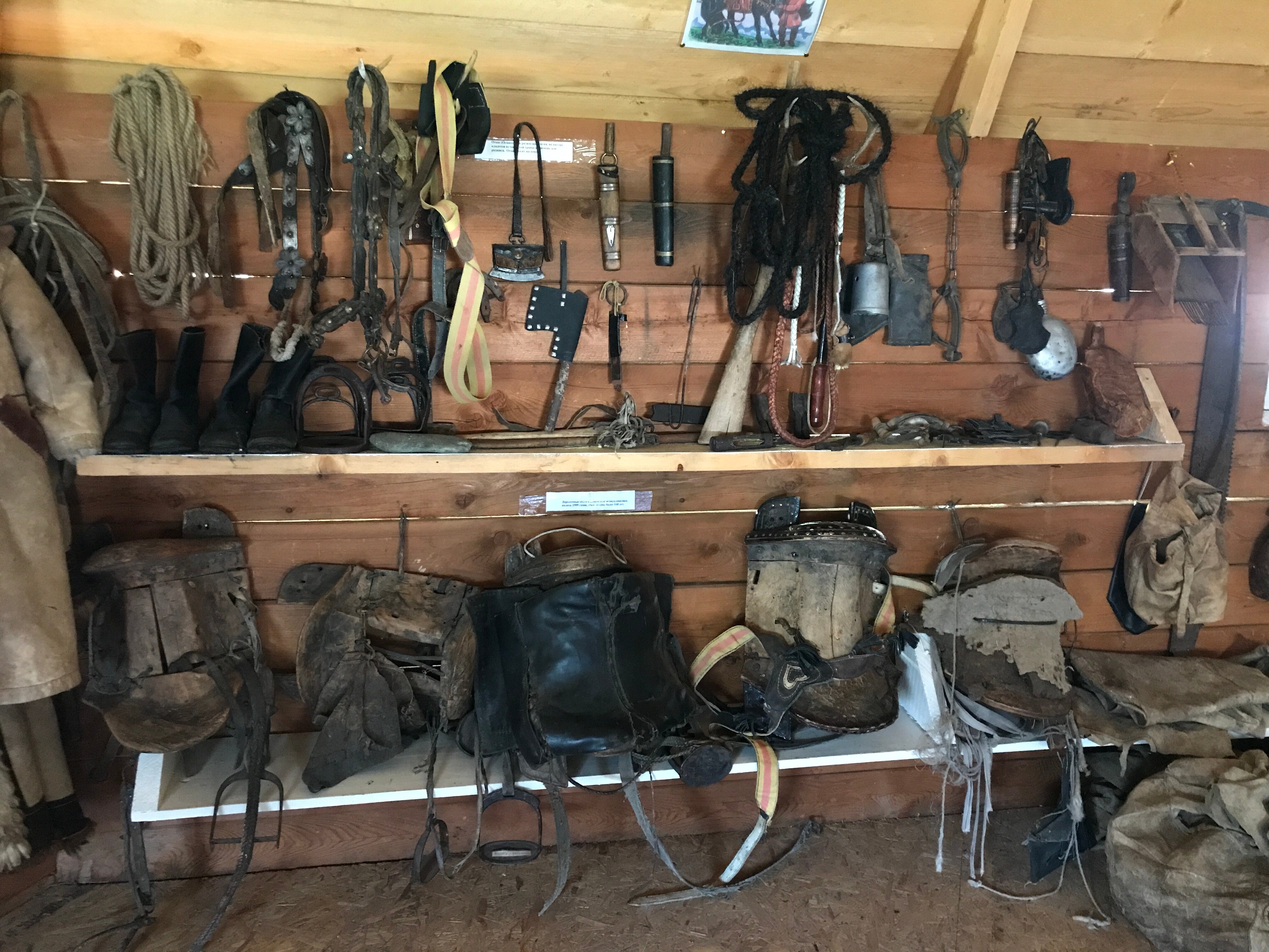 Фото Еловая опушка