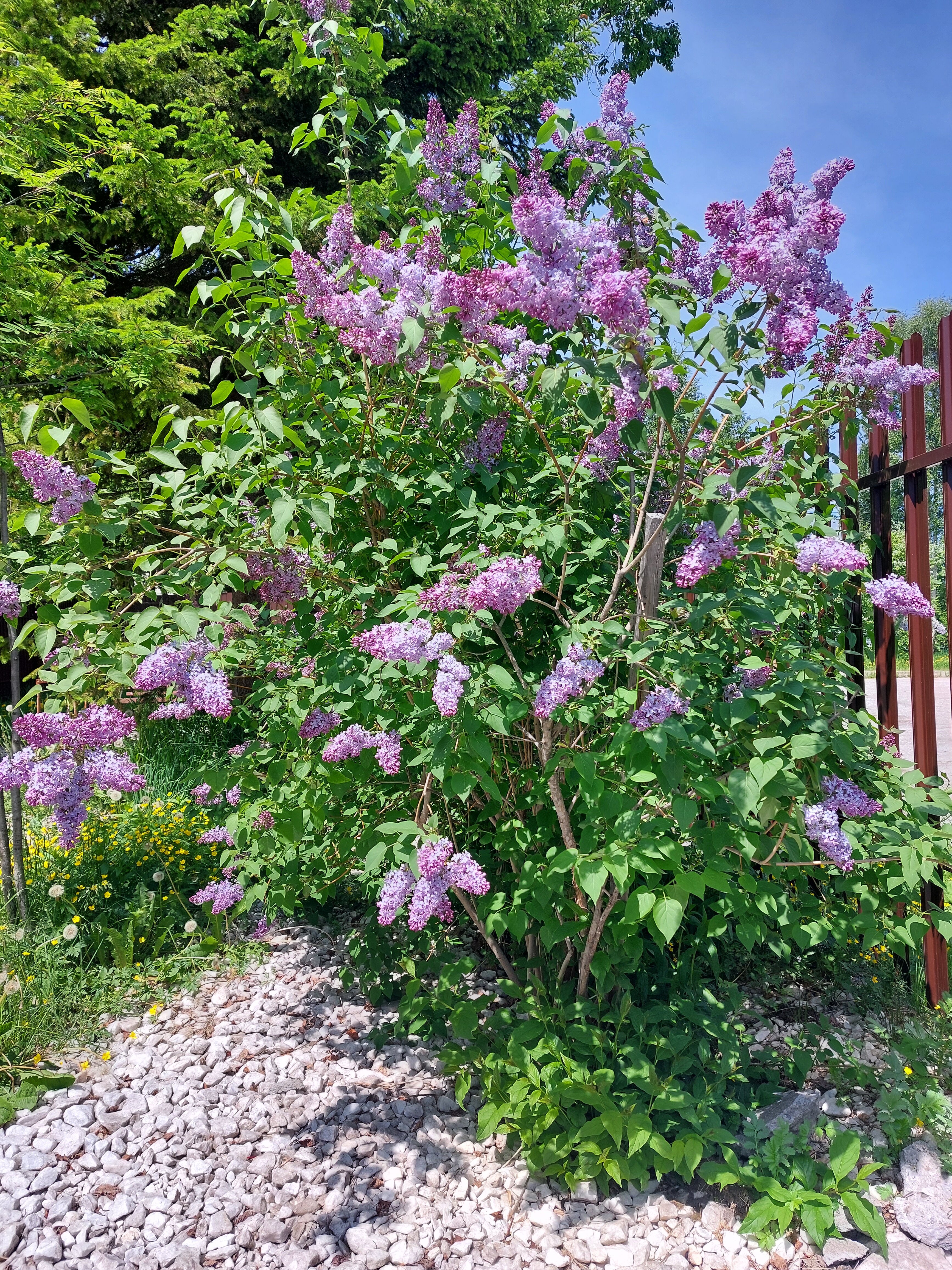 Фото Куршавель