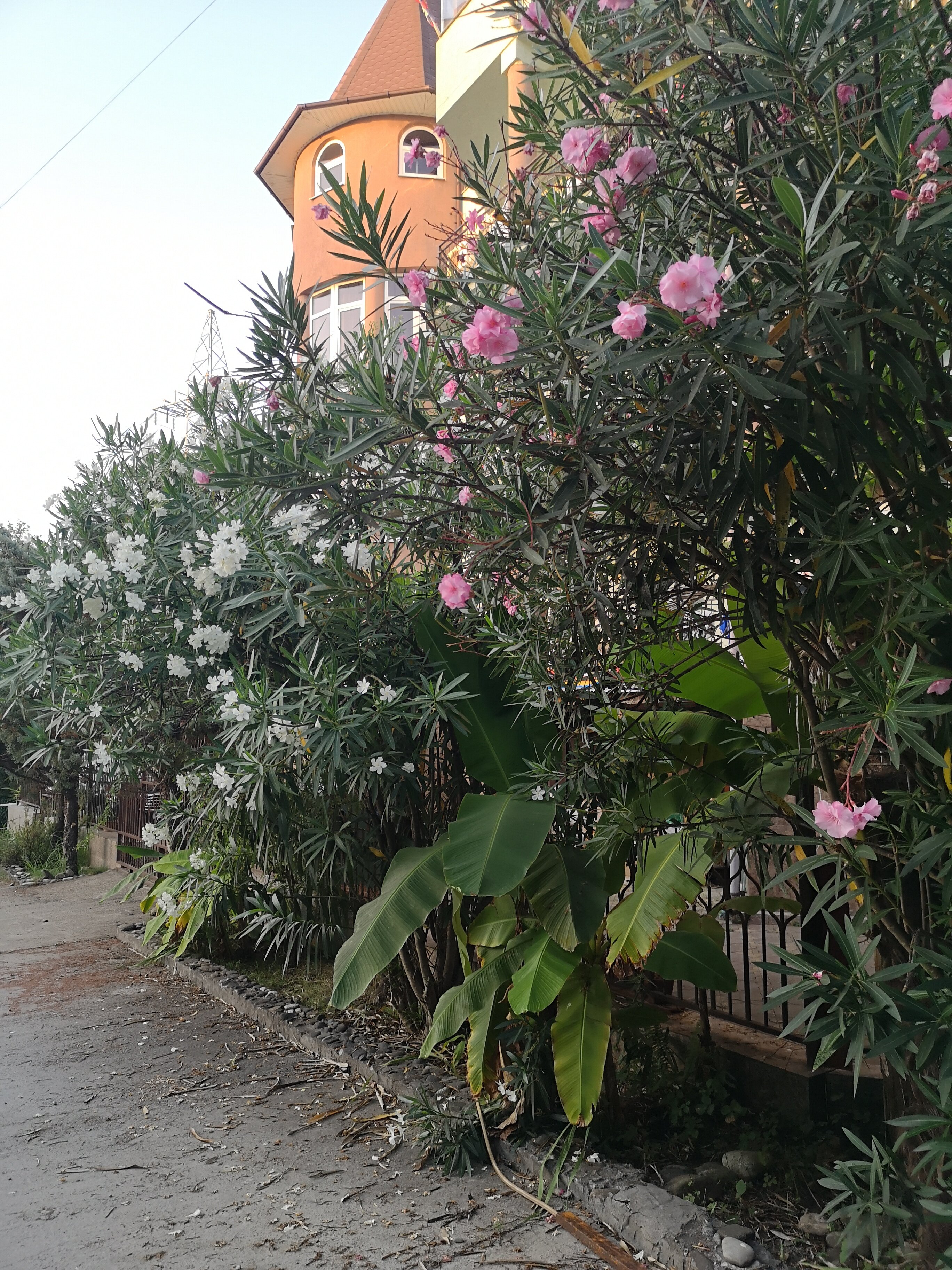 Фото Пани София