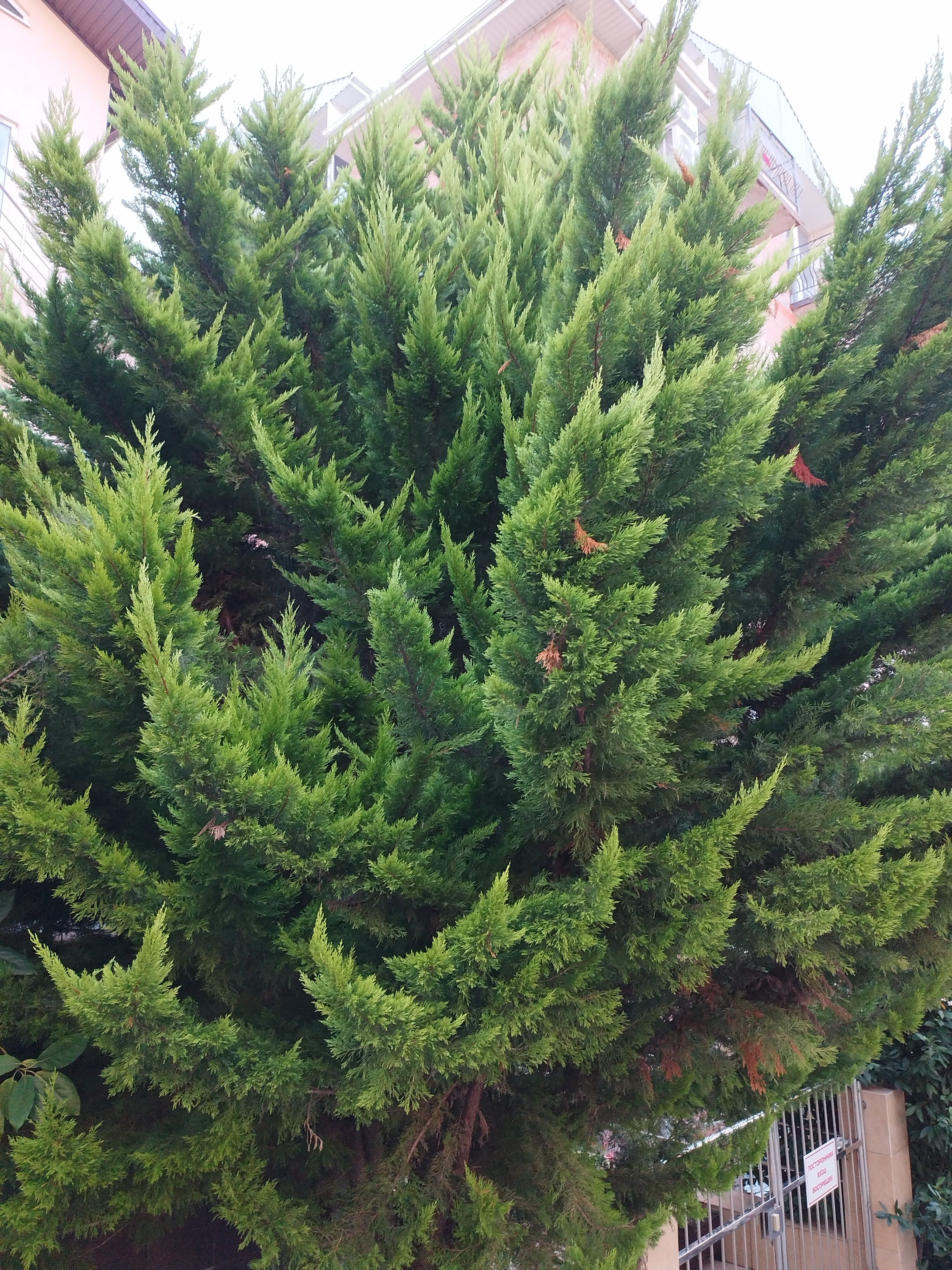 Фото Сербия