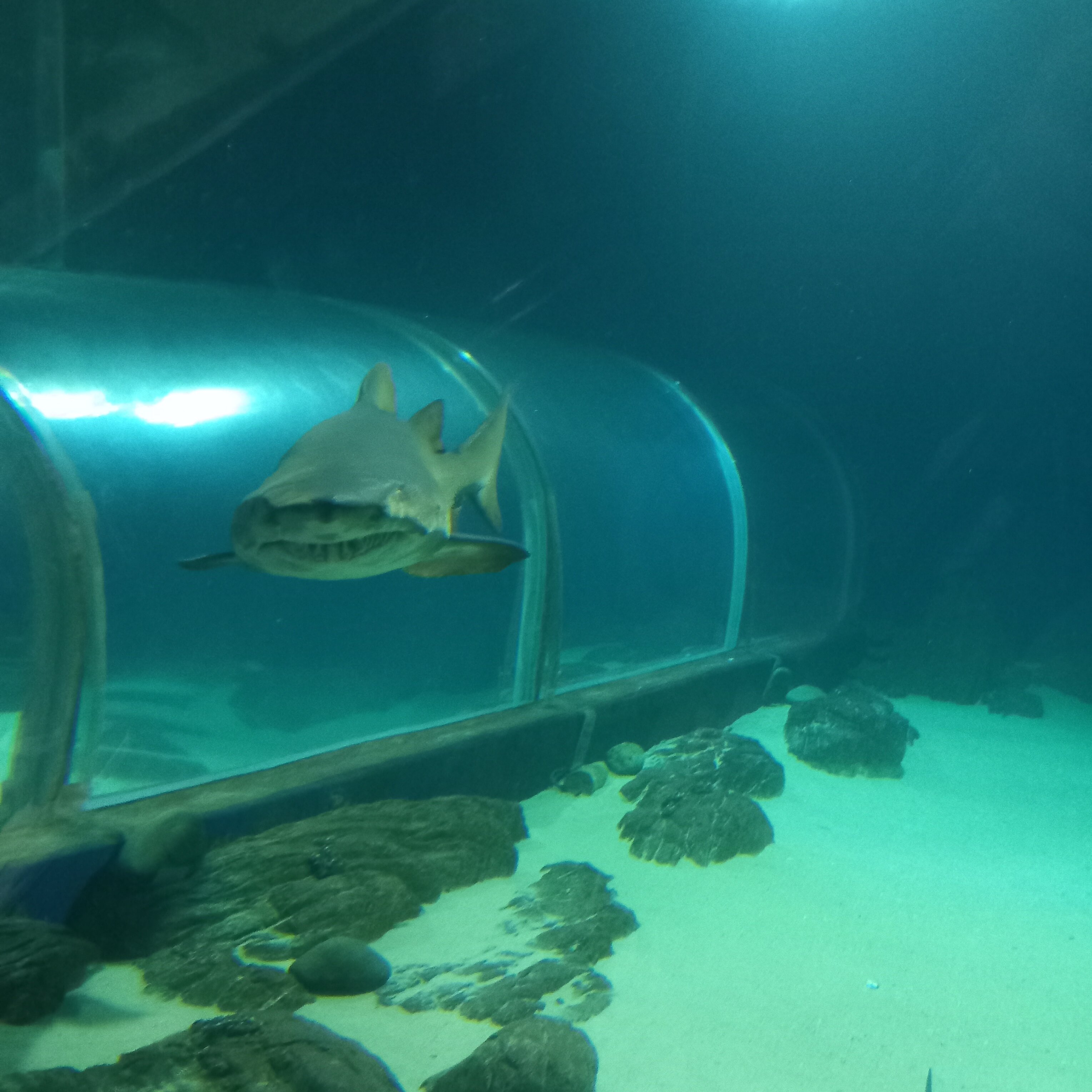 Фото Розали