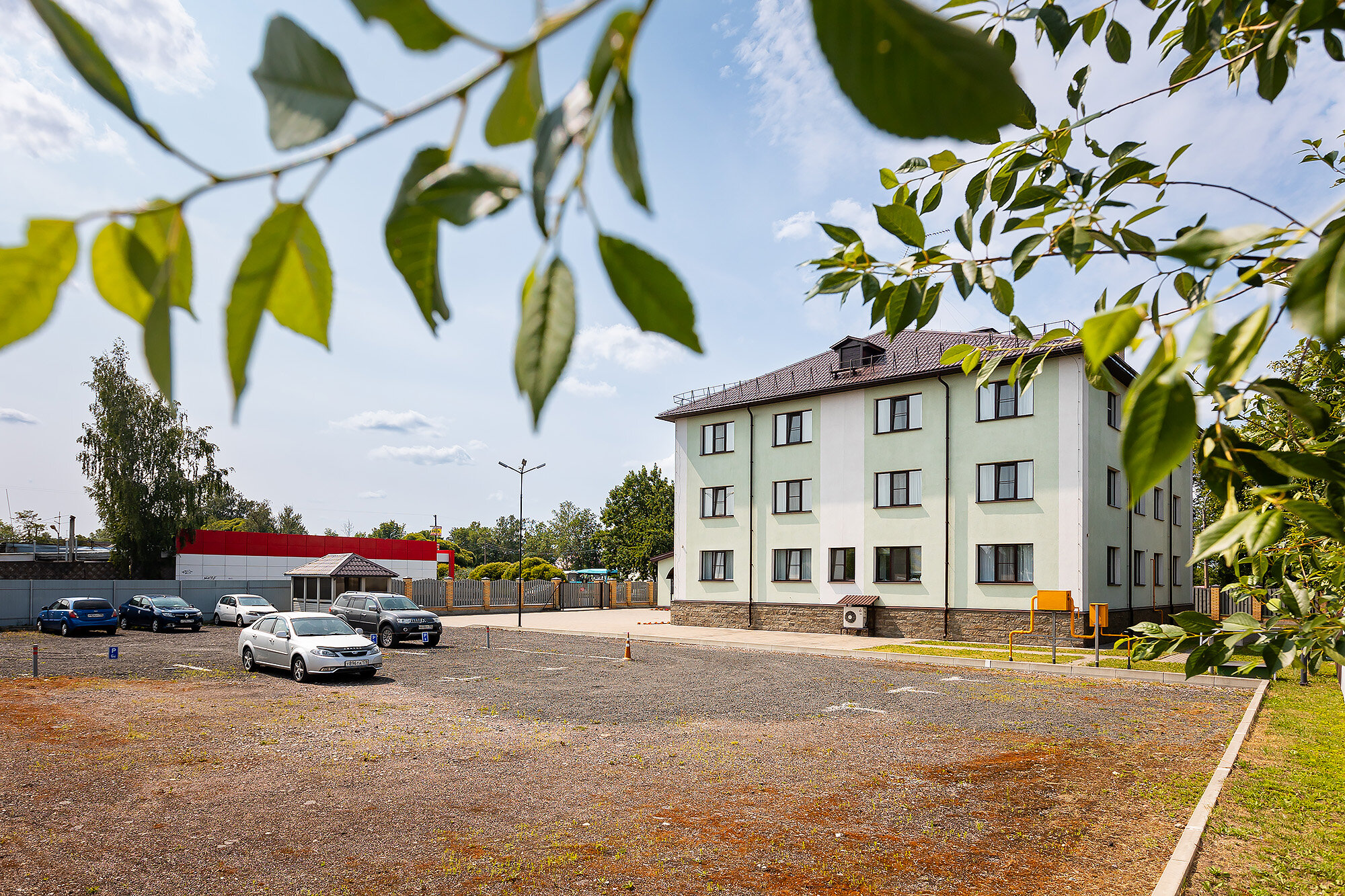 Фото Подсолнух