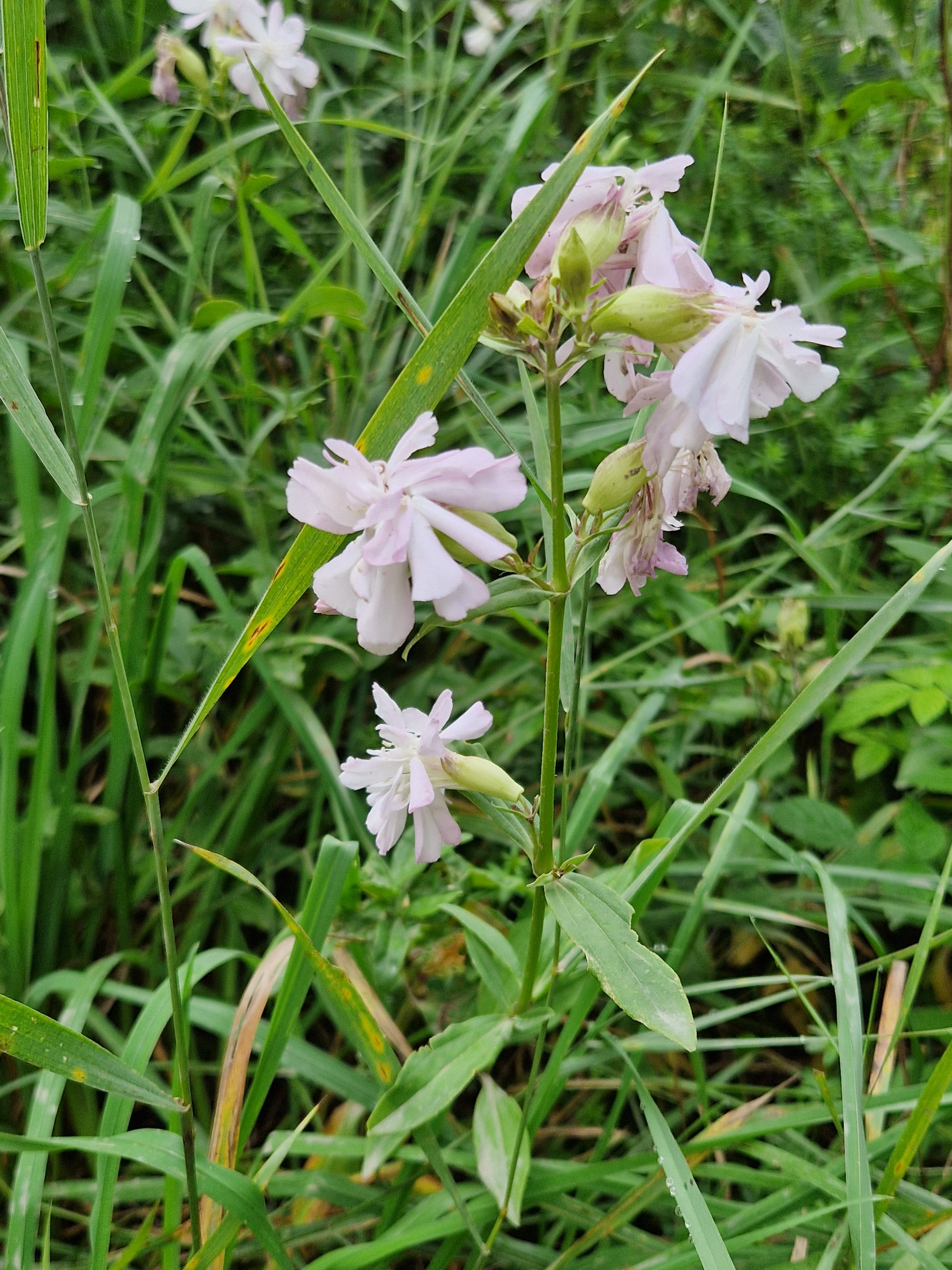 Фото Kodi järvi