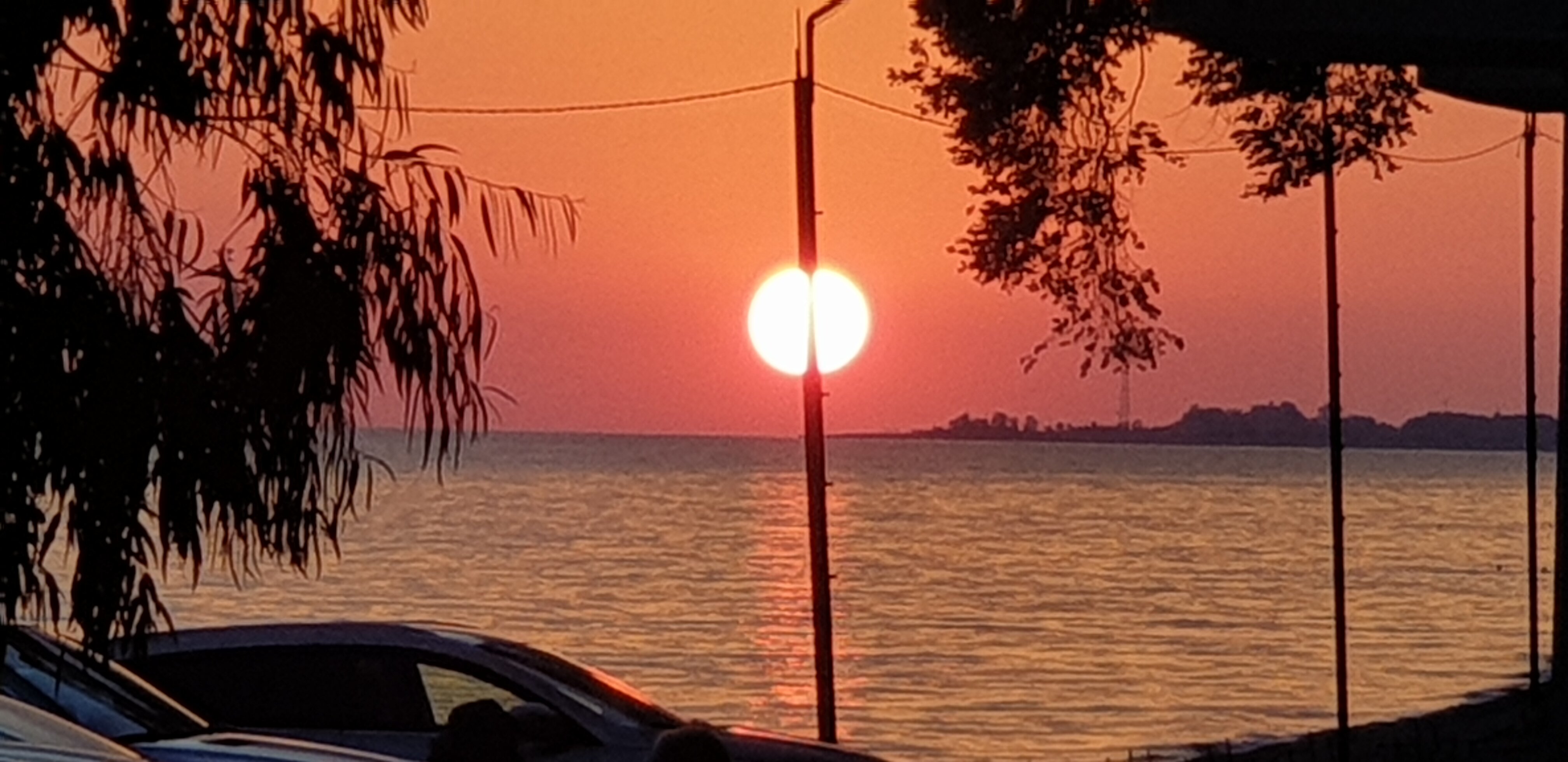 Фото Эвкалиптовая роща