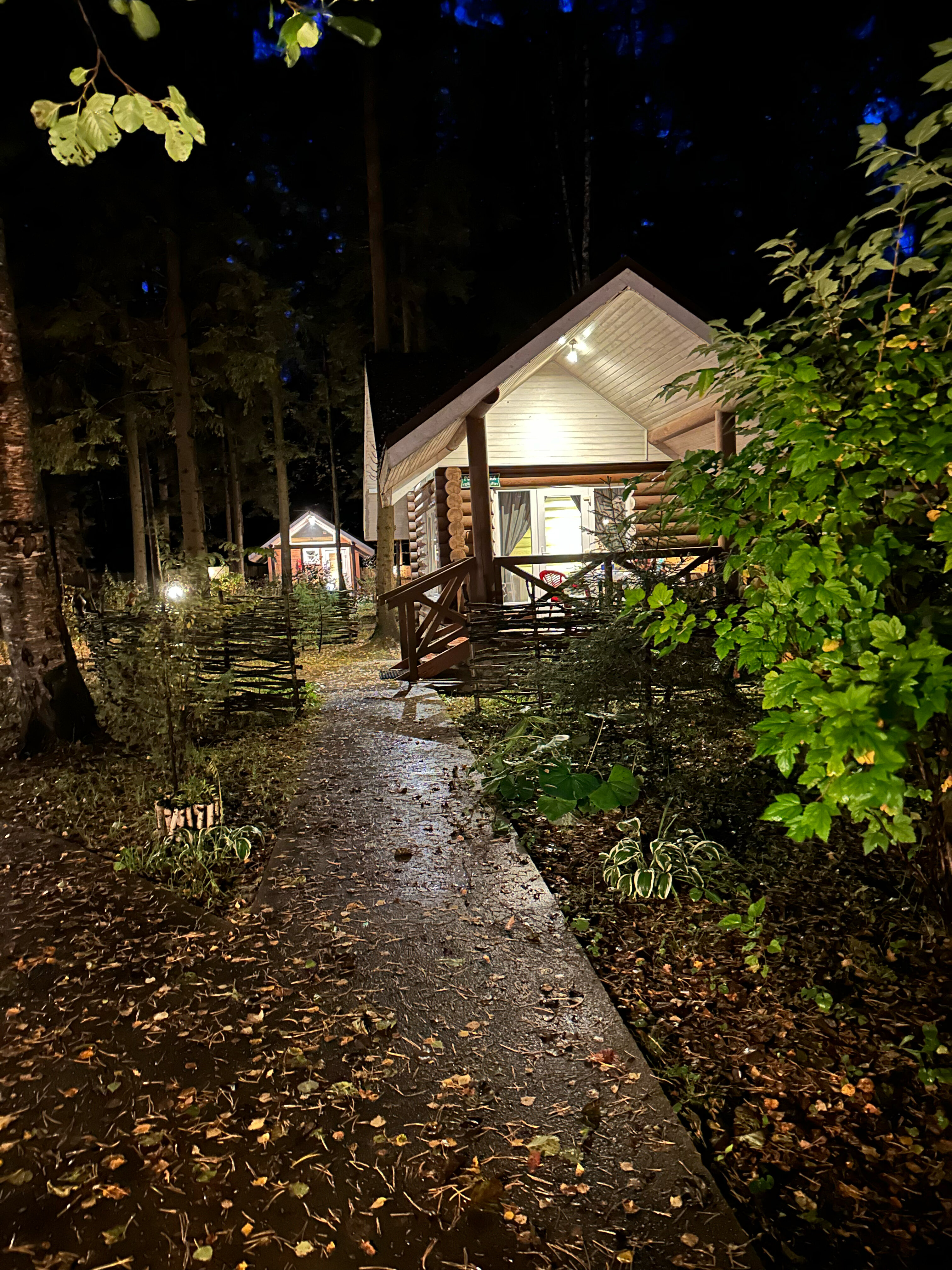 Фото Green forest