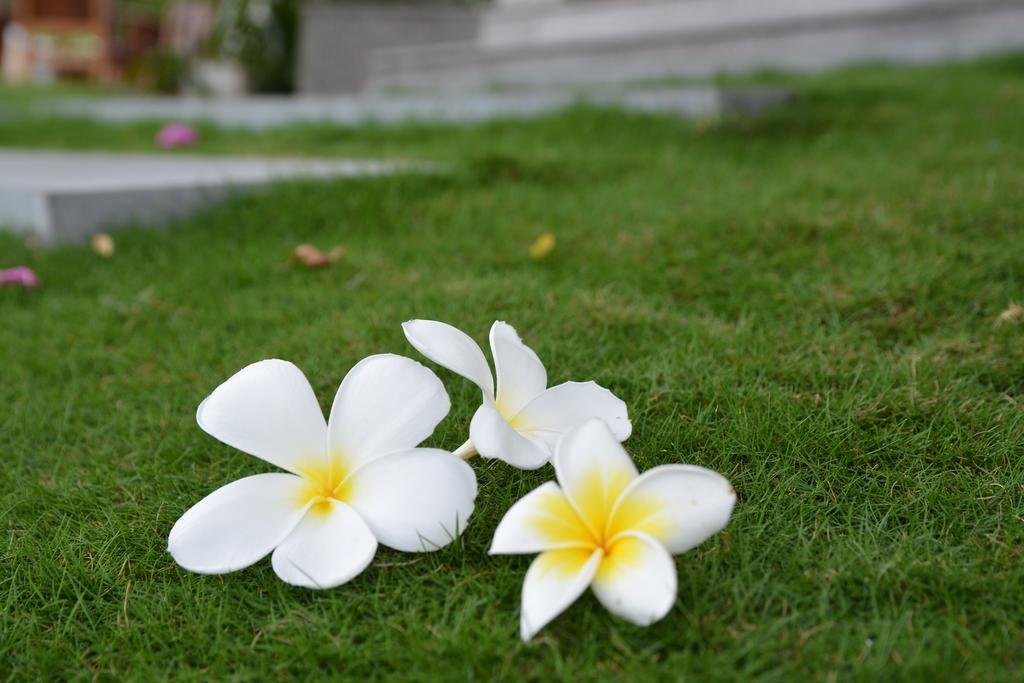 Фото Golden Holiday Hotel & SPA