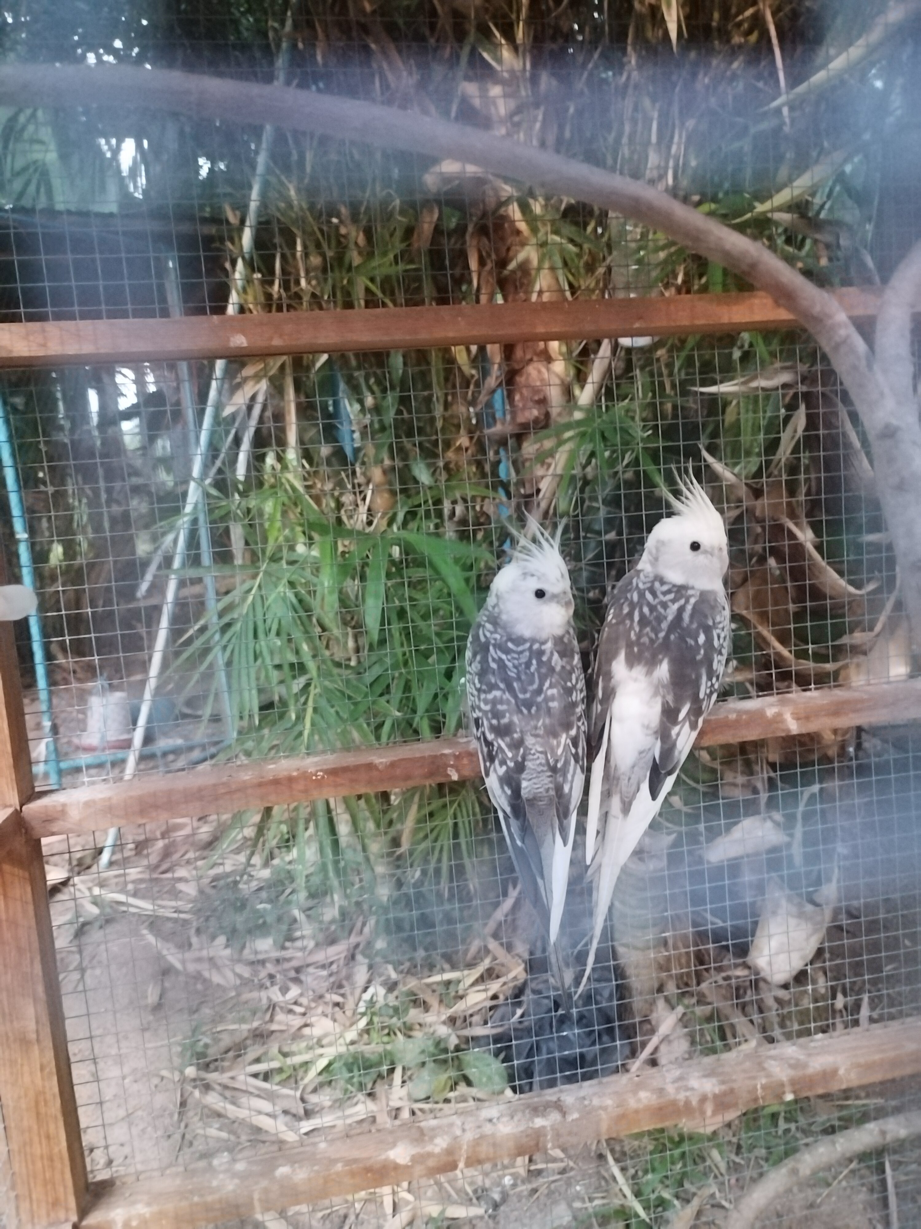 Фото Hillside Resort Pattaya