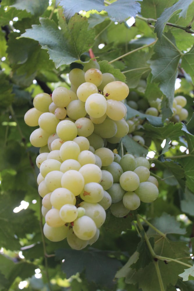 Фото Galeria In The Garden