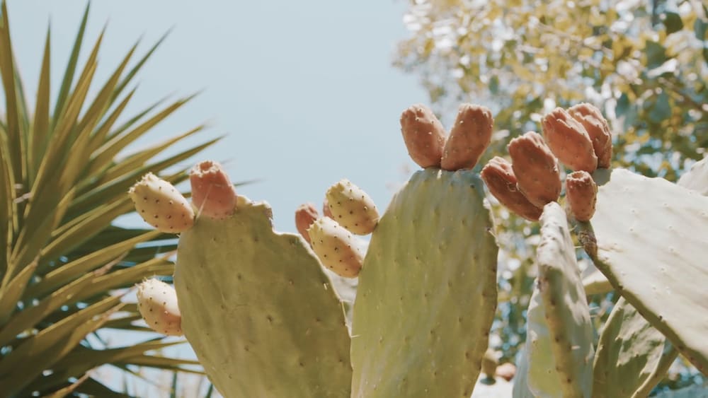 Фото The Bongos - Socially Conscious Rooms, Part of the room rate goes to charity