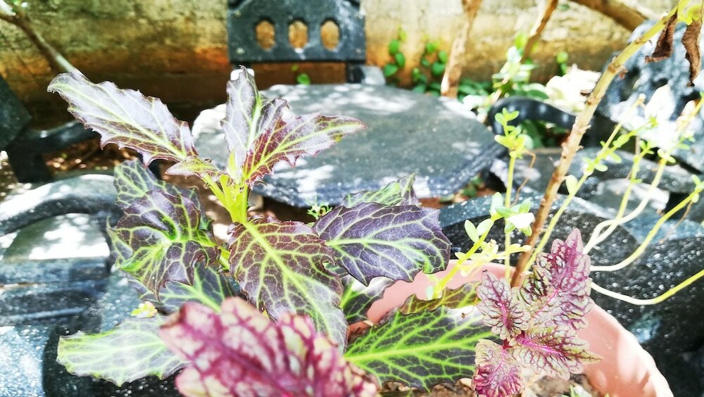 Фото Bluesky Guest House