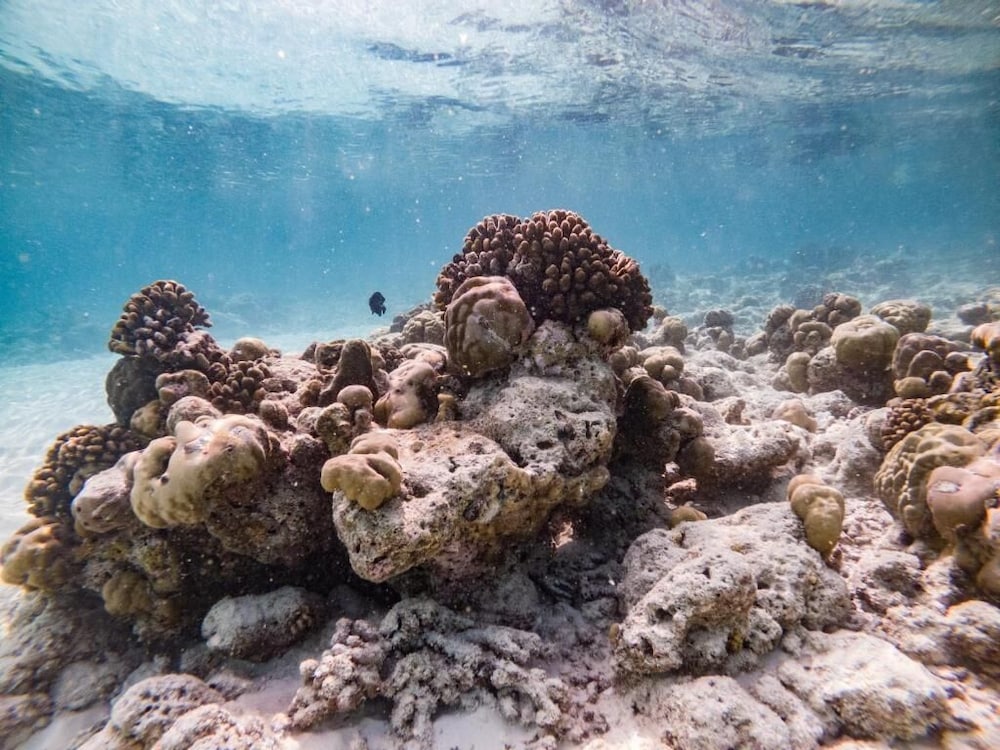 Фото One The Island