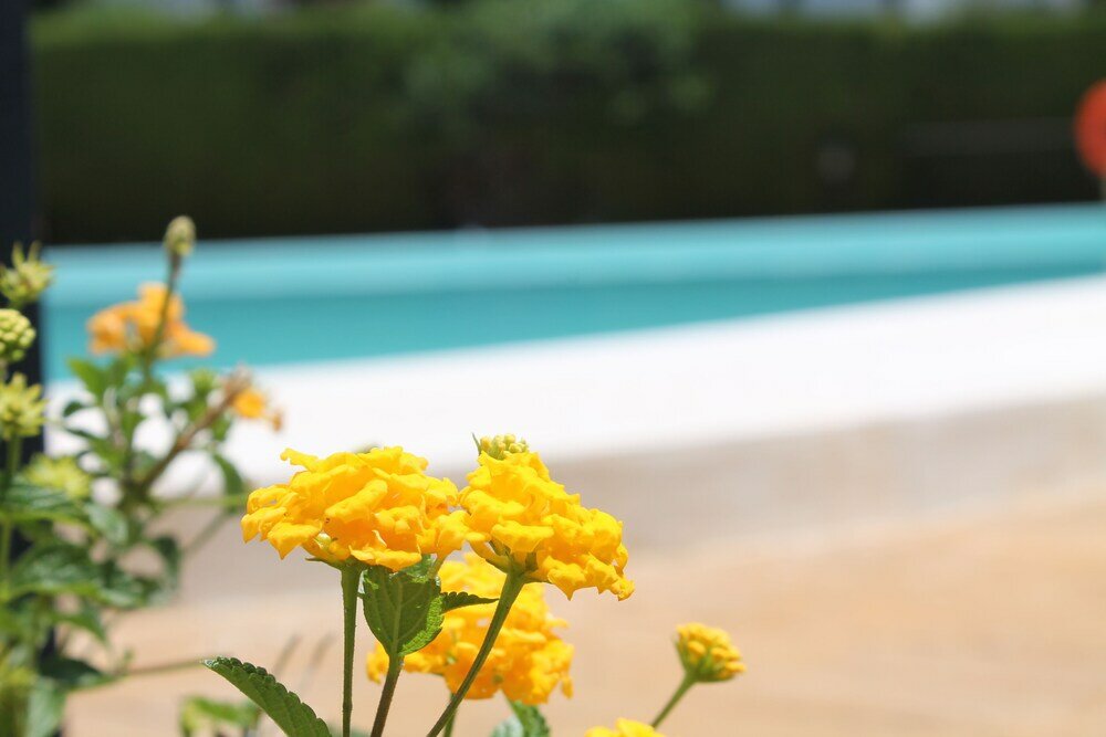 Фото Rootop Villa - Chalet EN Cabo Pino con vistas al mar, jardines y piscina