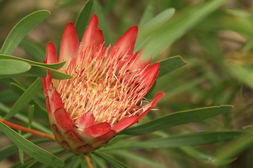 Фото Elephants Footprint Lodge